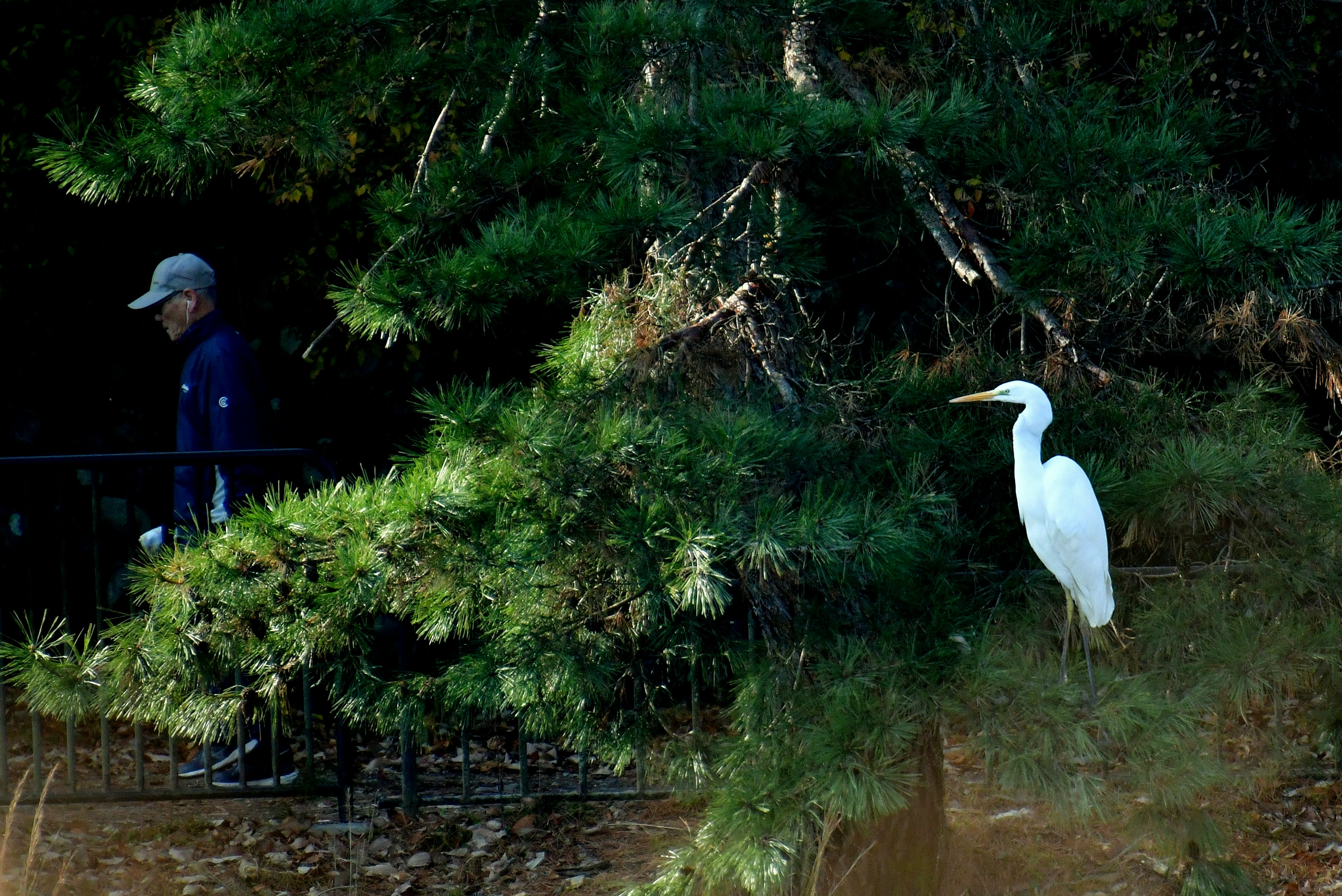 Un airone bianco in piedi vicino a un albero con una persona che cammina sullo sfondo