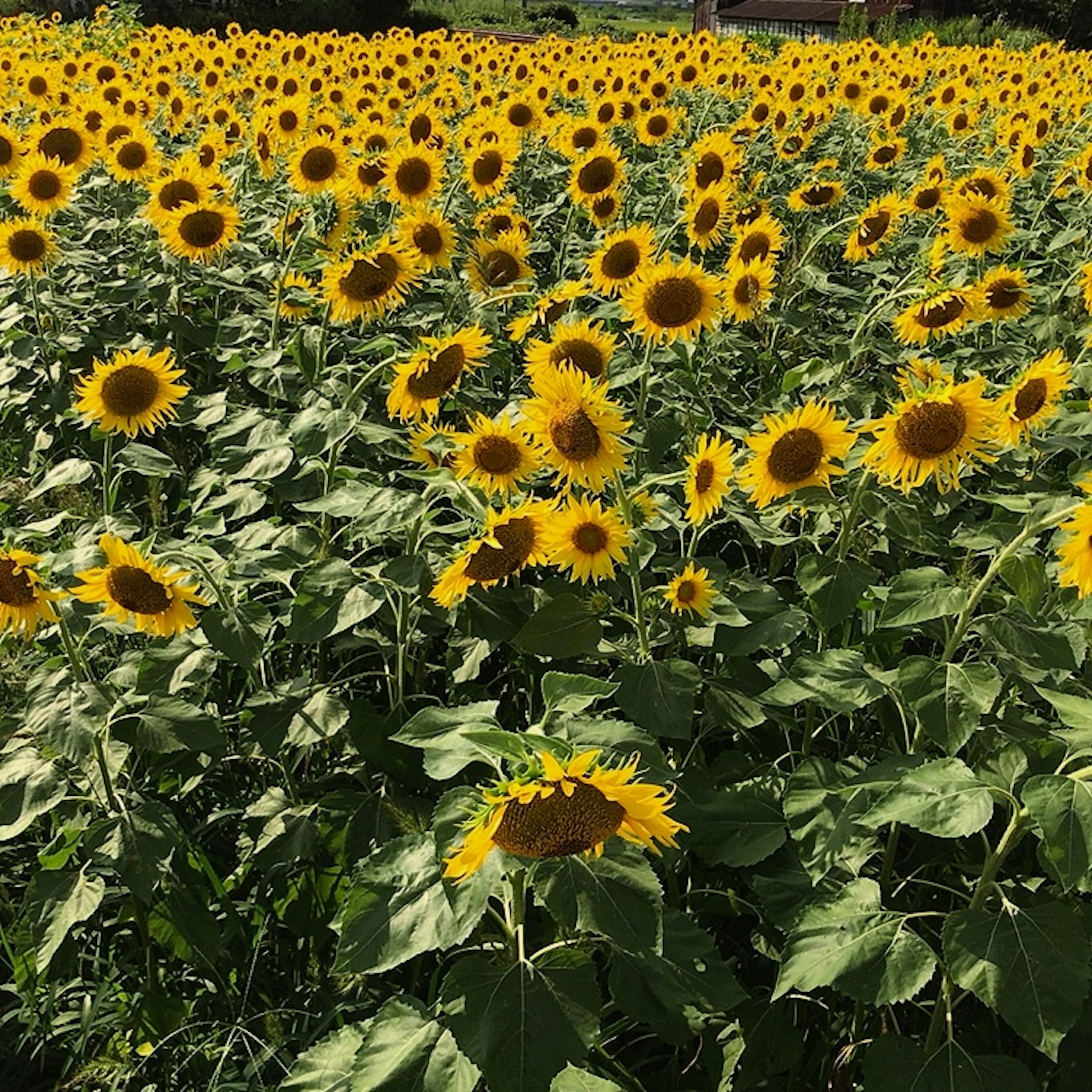 Vaste champ de tournesols en pleine floraison avec des fleurs jaunes vives et des feuilles vertes