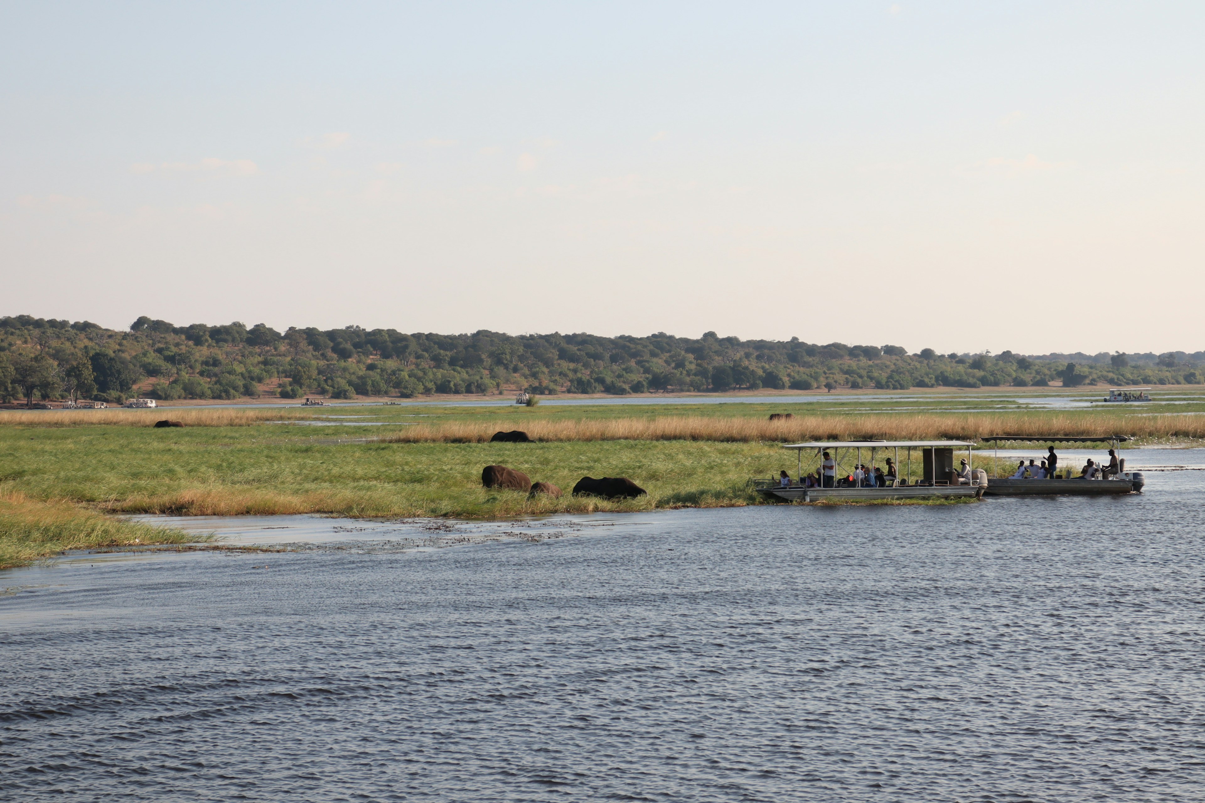 Landscape featuring cows grazing near a water body with a small boat