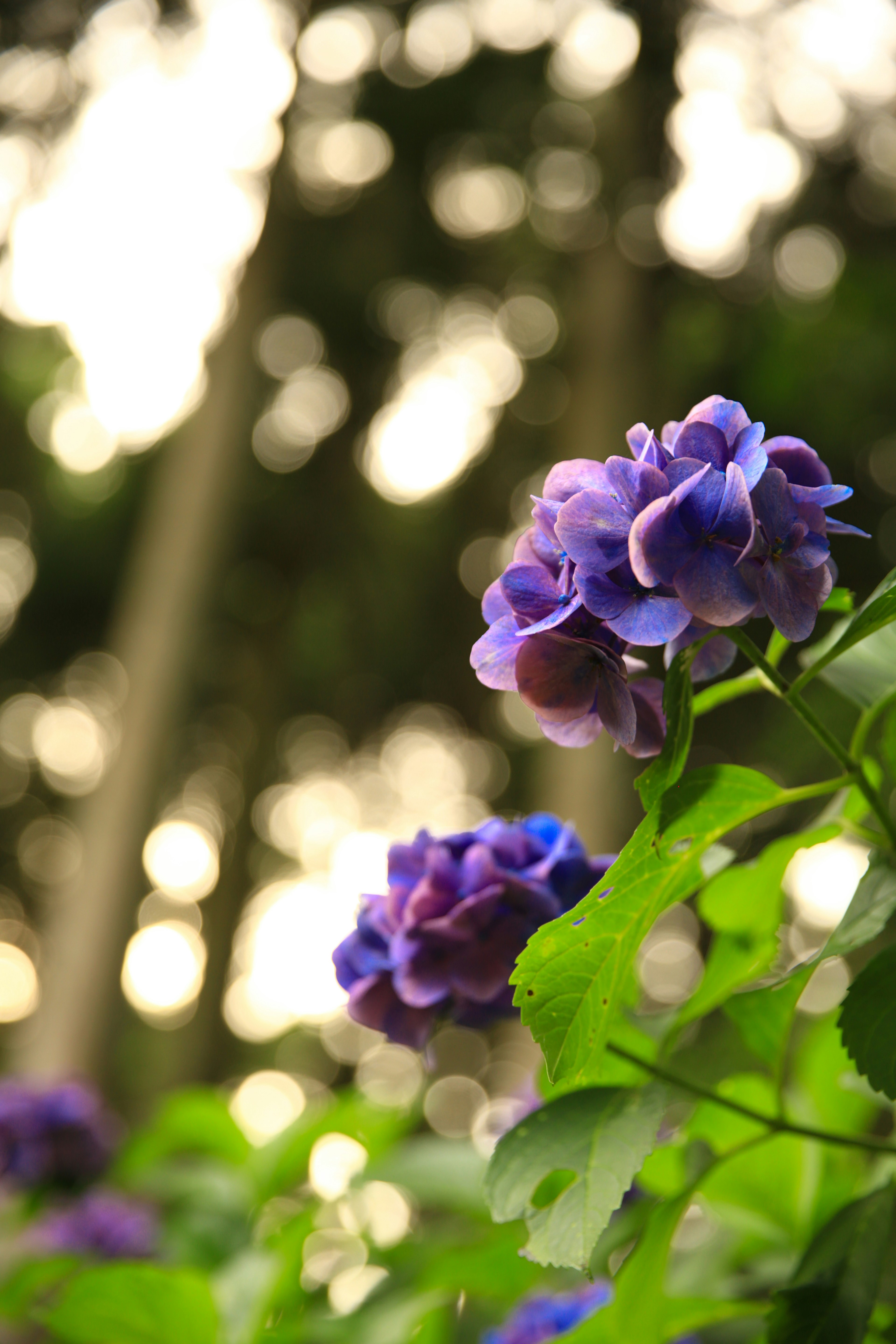 Hermosa escena de flores moradas rodeadas de hojas verdes