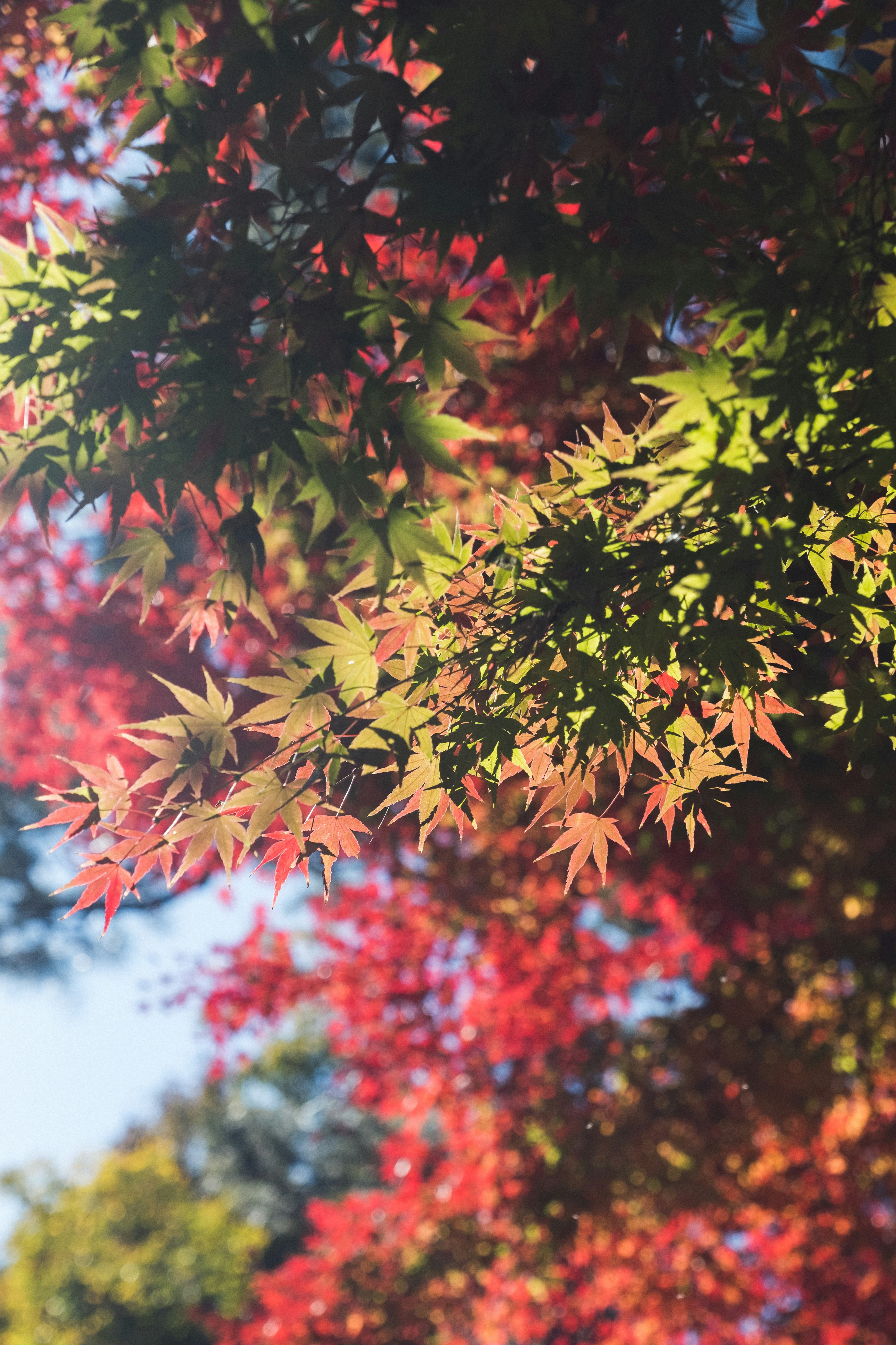 Foglie autunnali vivaci su alberi con un mix di rosso e verde