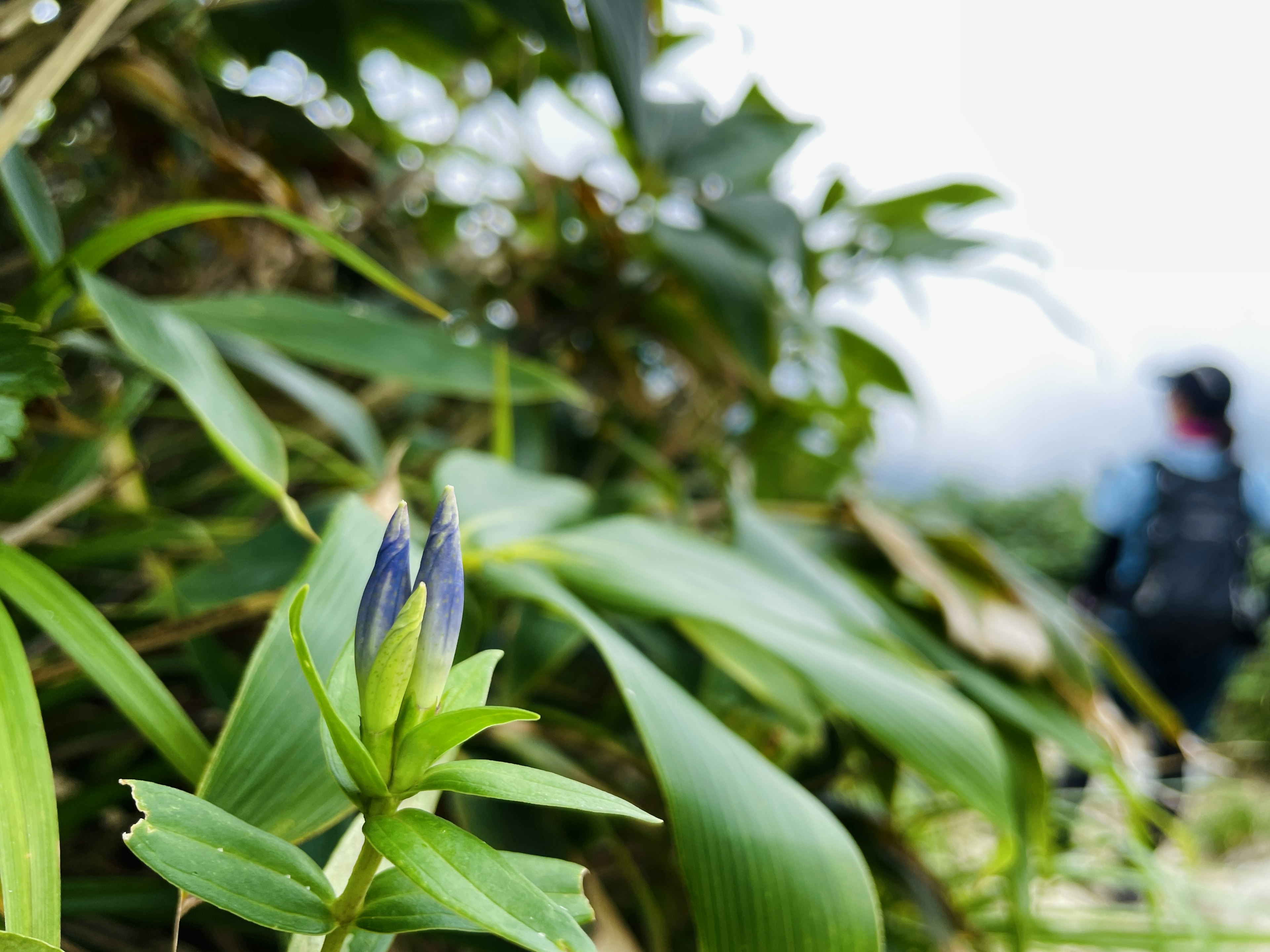 綠色葉子間的藍紫色花蕾和模糊背景中的登山者