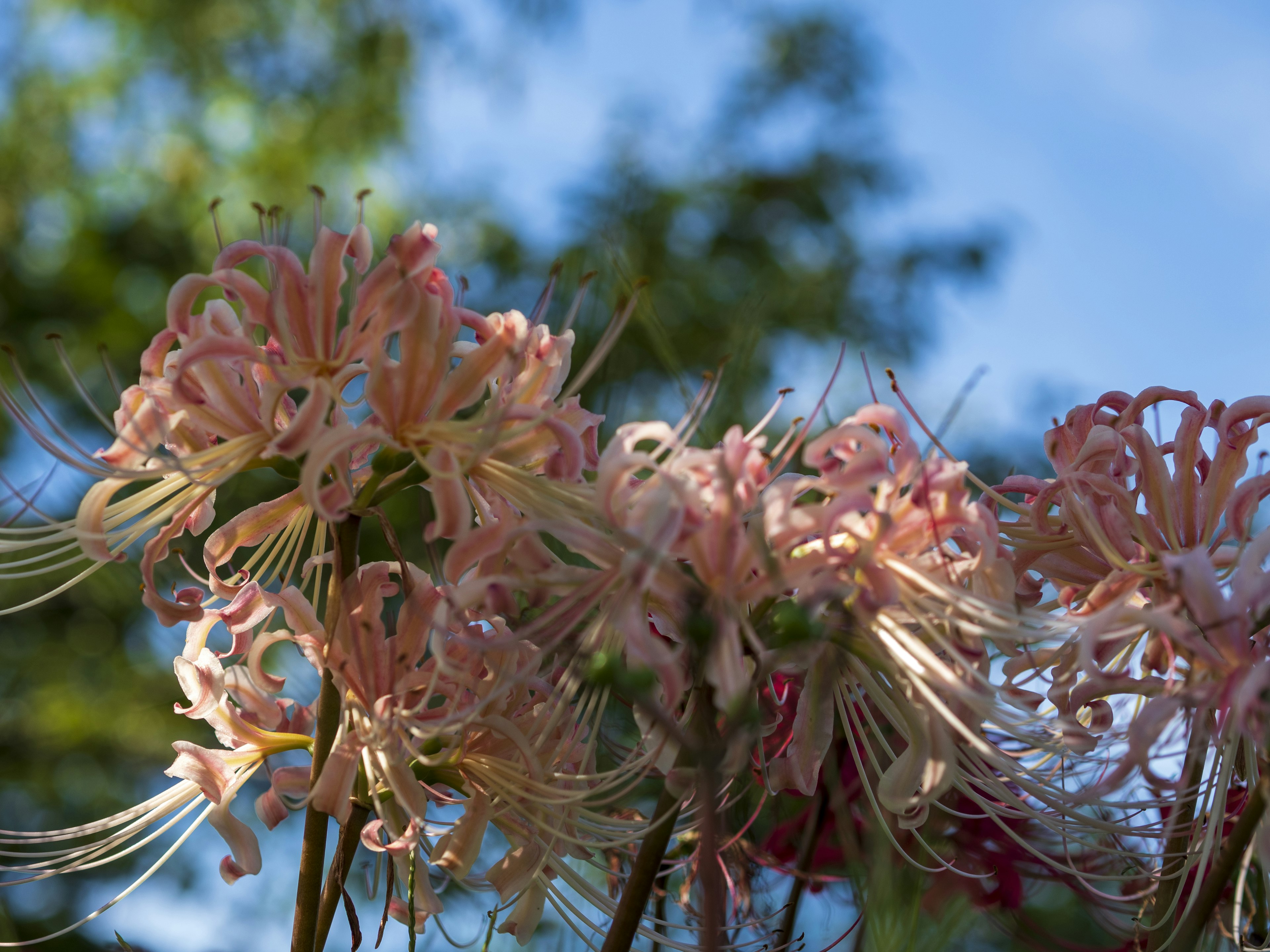 Zarte rosa Blumen blühen unter einem blauen Himmel