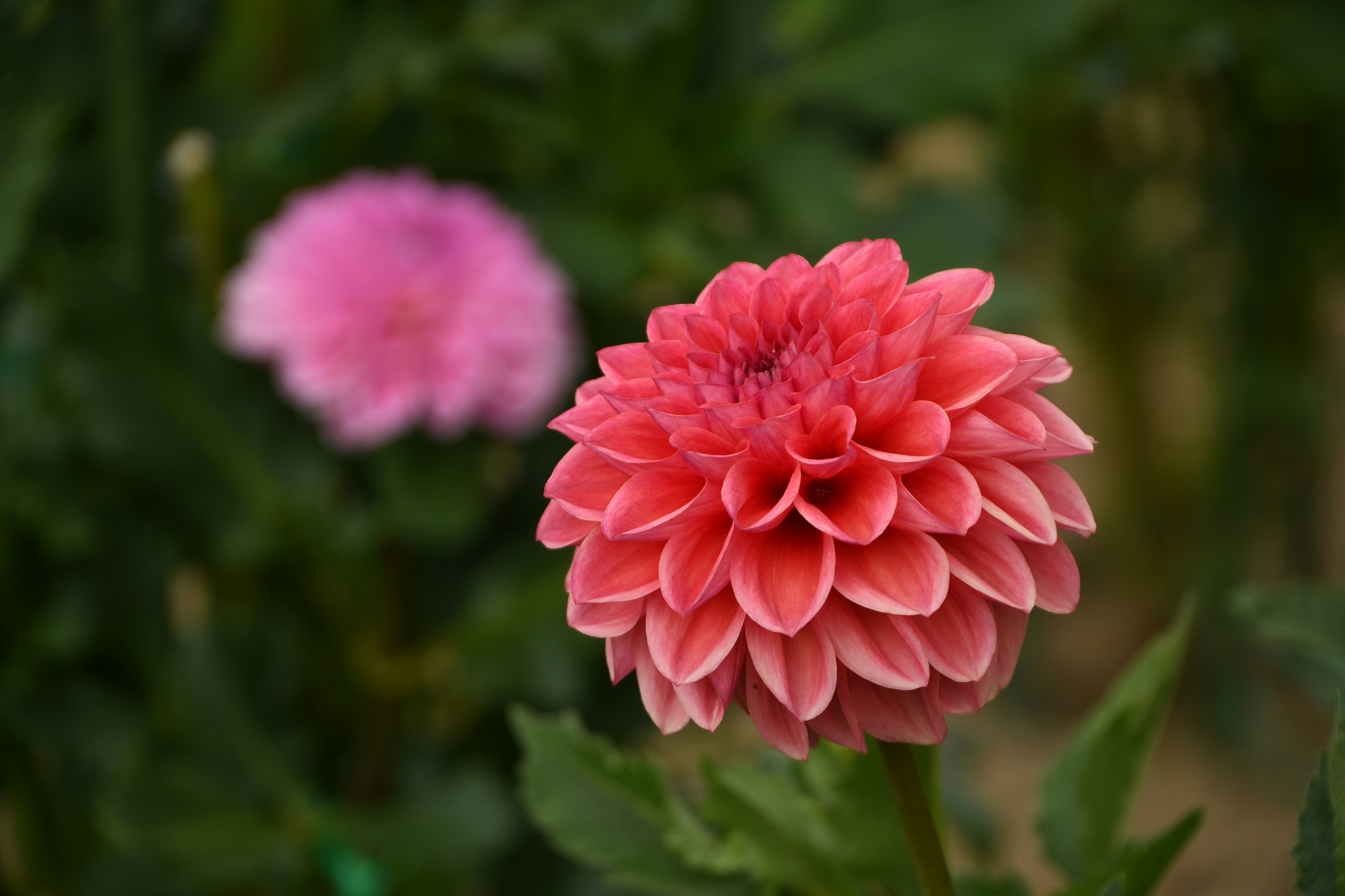 Lebendige rosa Dahlienblüte im Fokus mit einer weiteren verschwommenen Blüte im Hintergrund