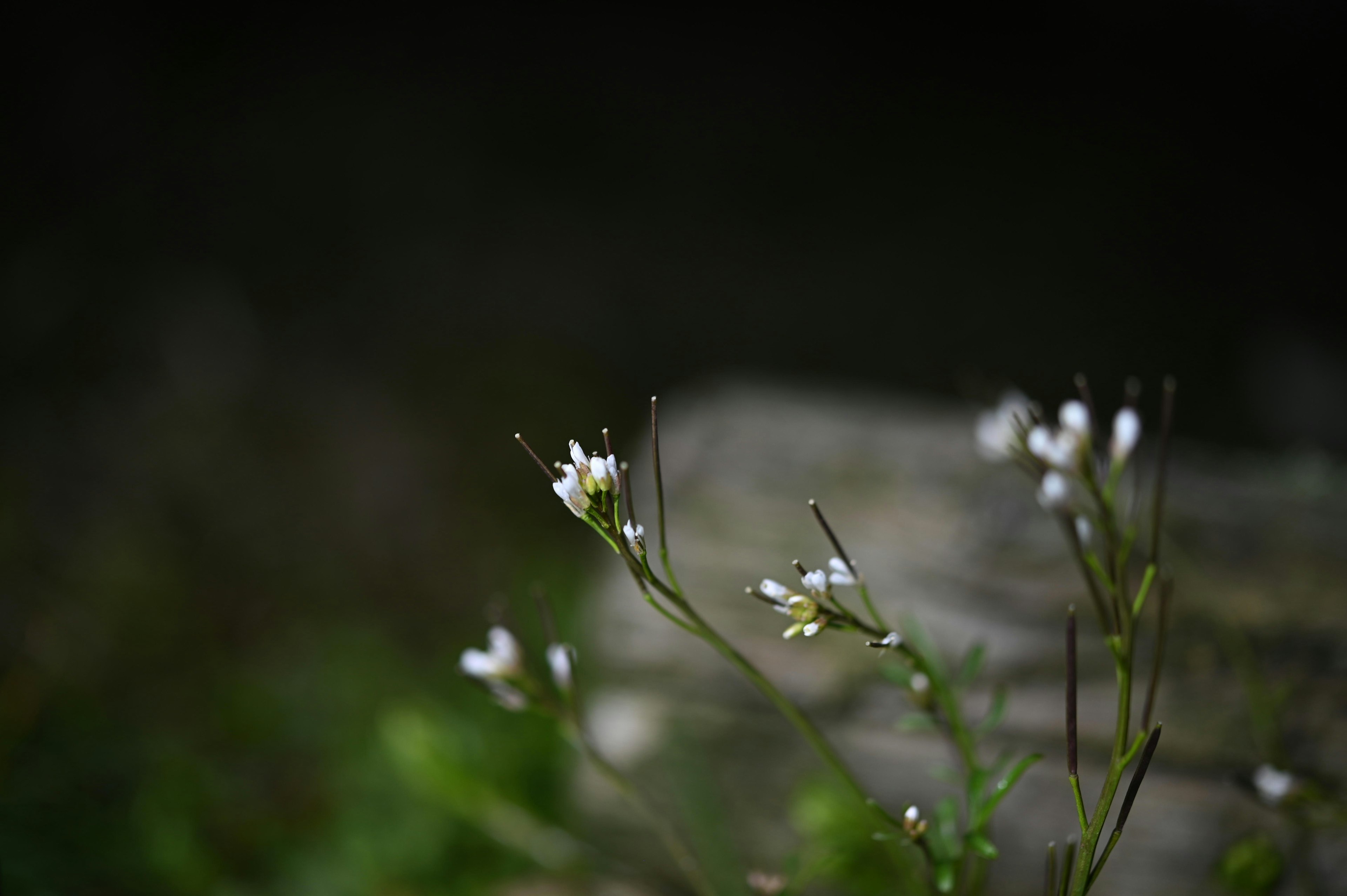 Fleurs blanches délicates épanouies sur un fond sombre