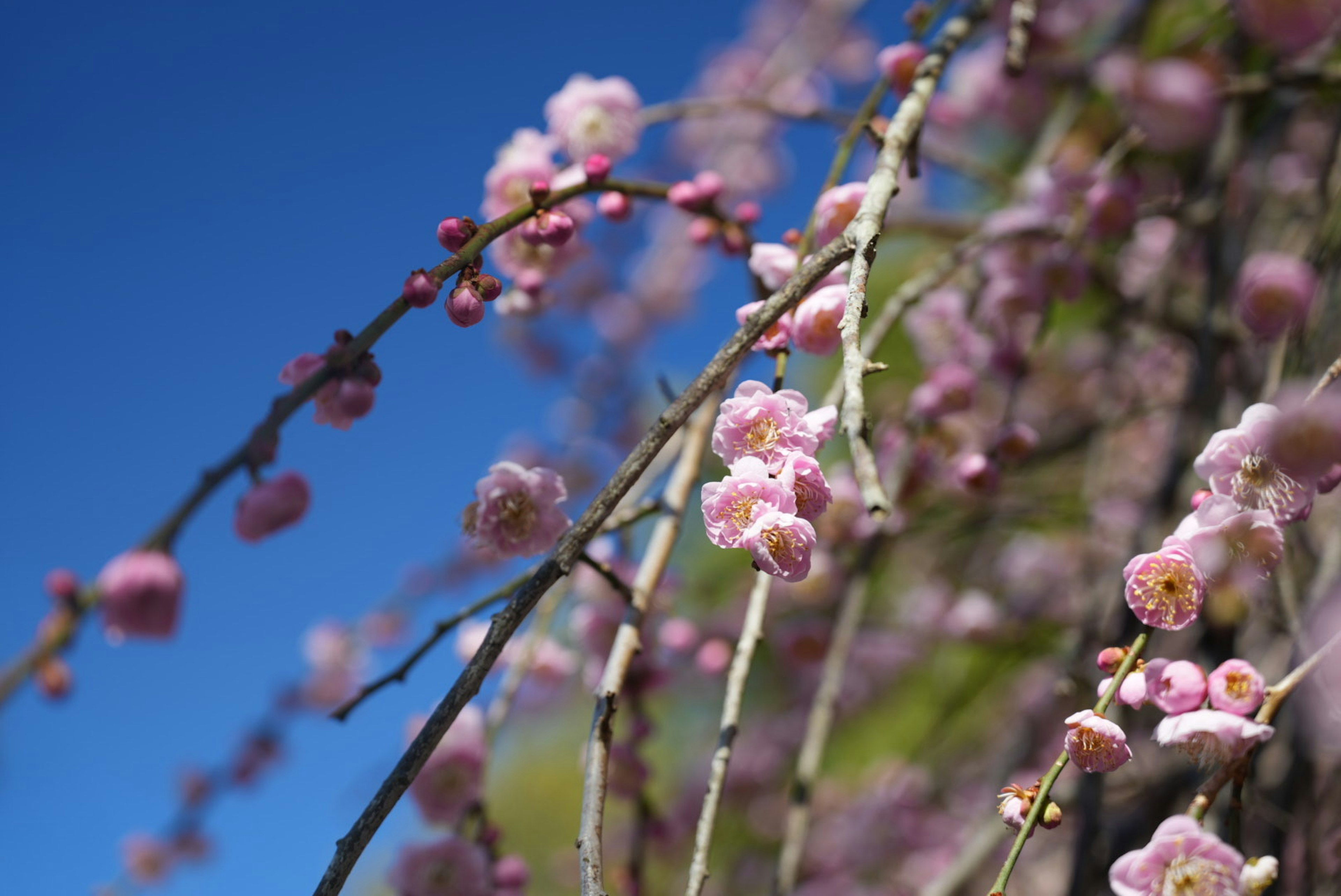 Branches with pink flowers under a clear blue sky