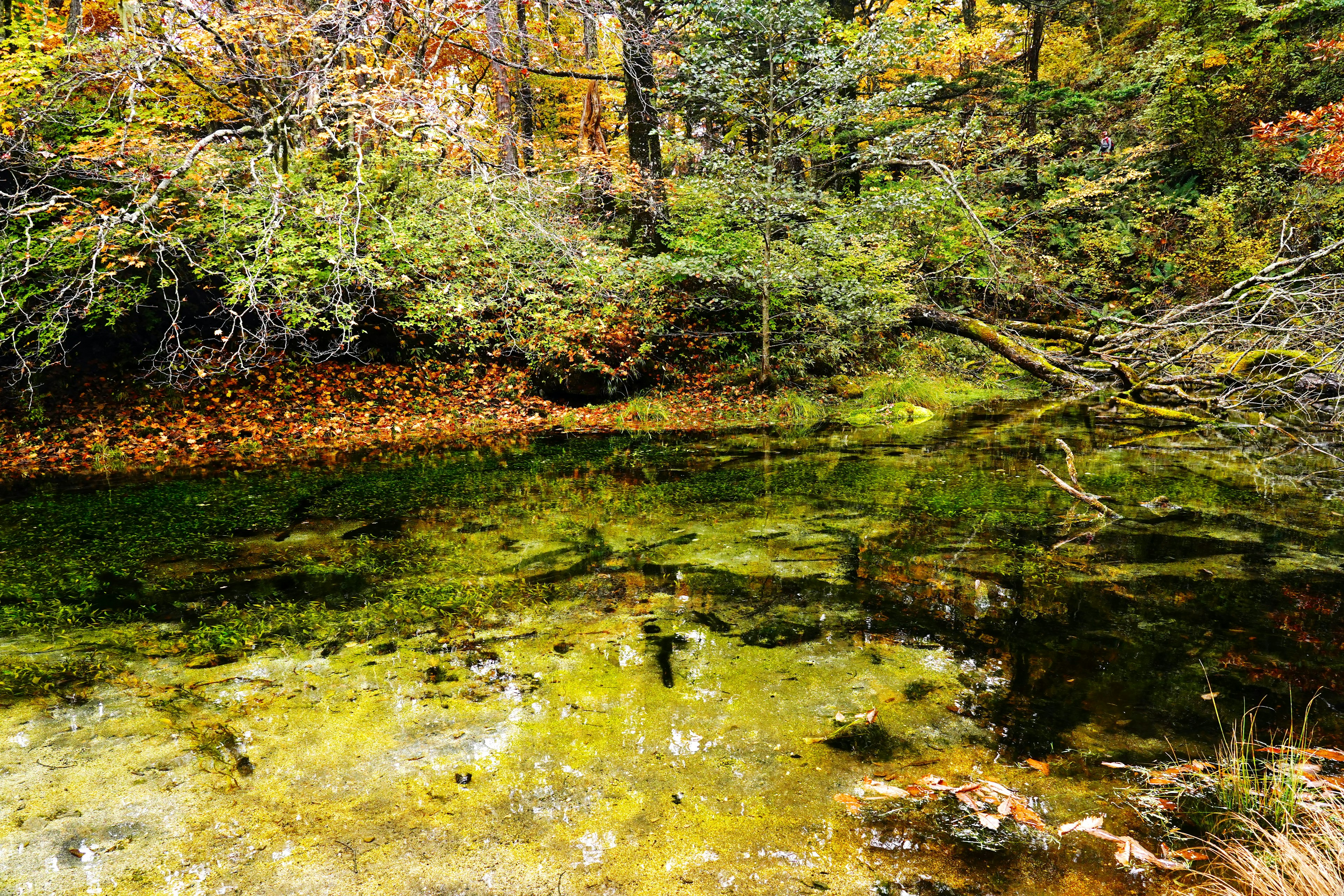 Vue pittoresque d'un étang tranquille entouré de feuillage d'automne