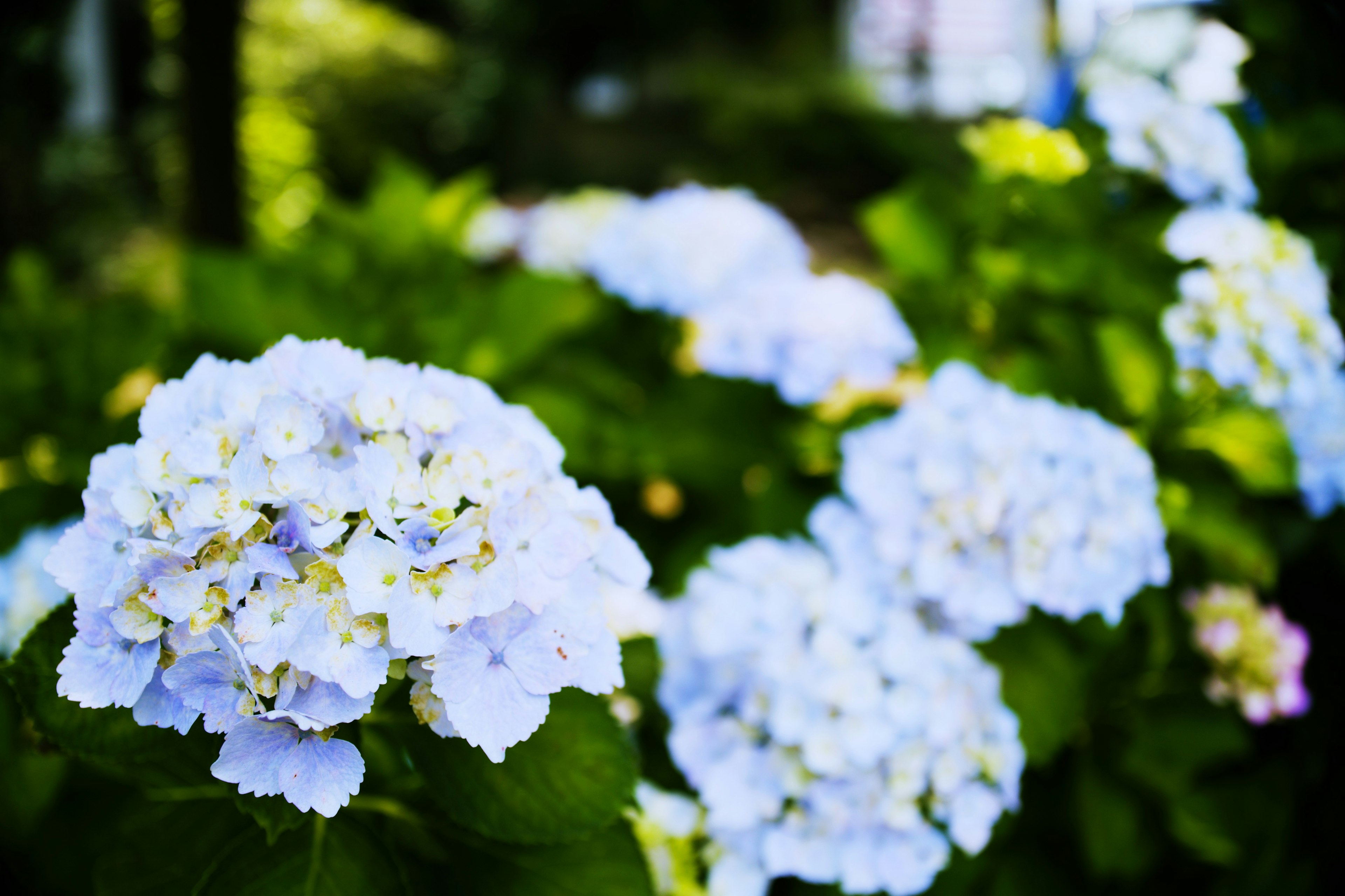 Blue hydrangea flowers blooming in a garden setting