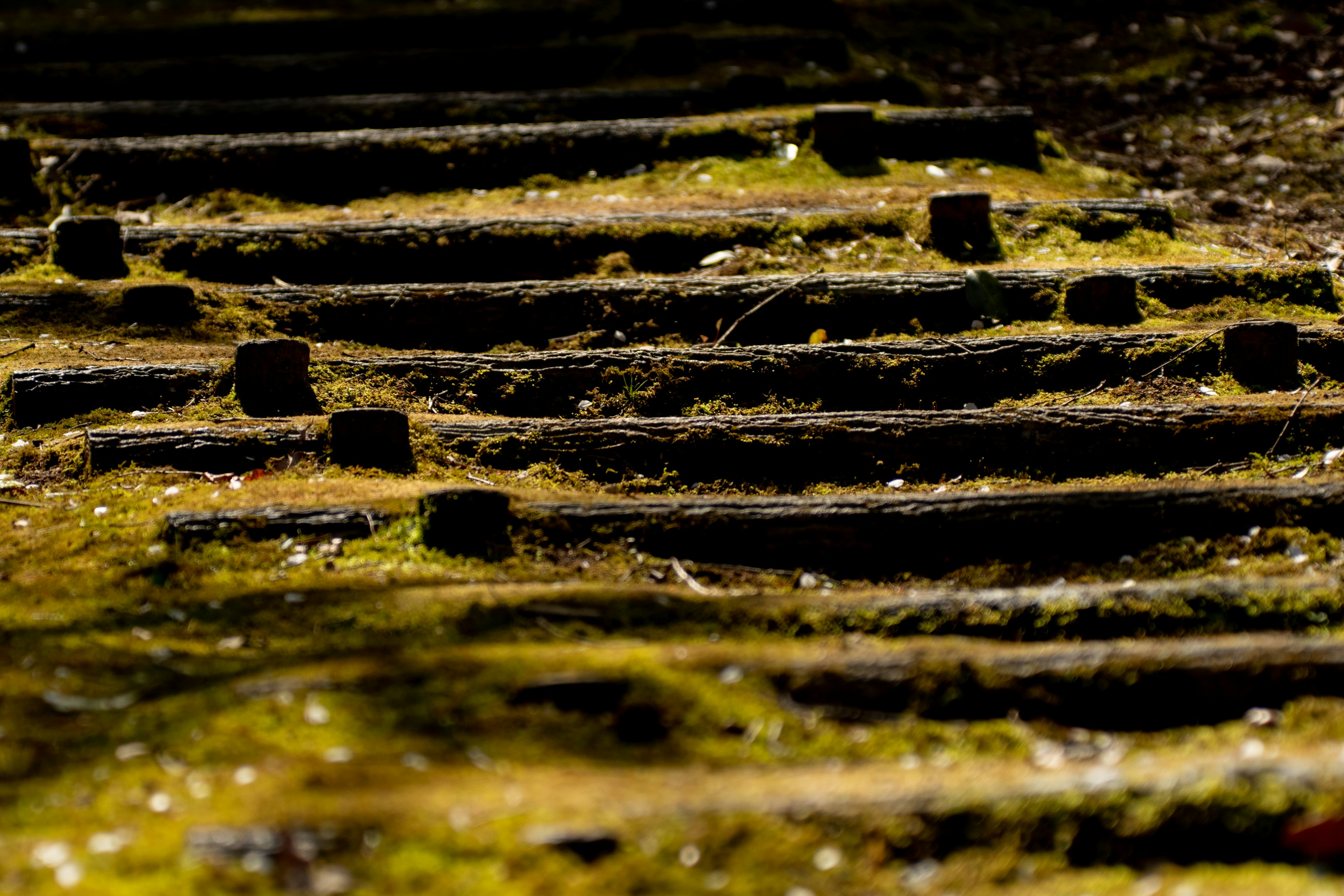 Tablones de madera cubiertos de musgo formando un camino