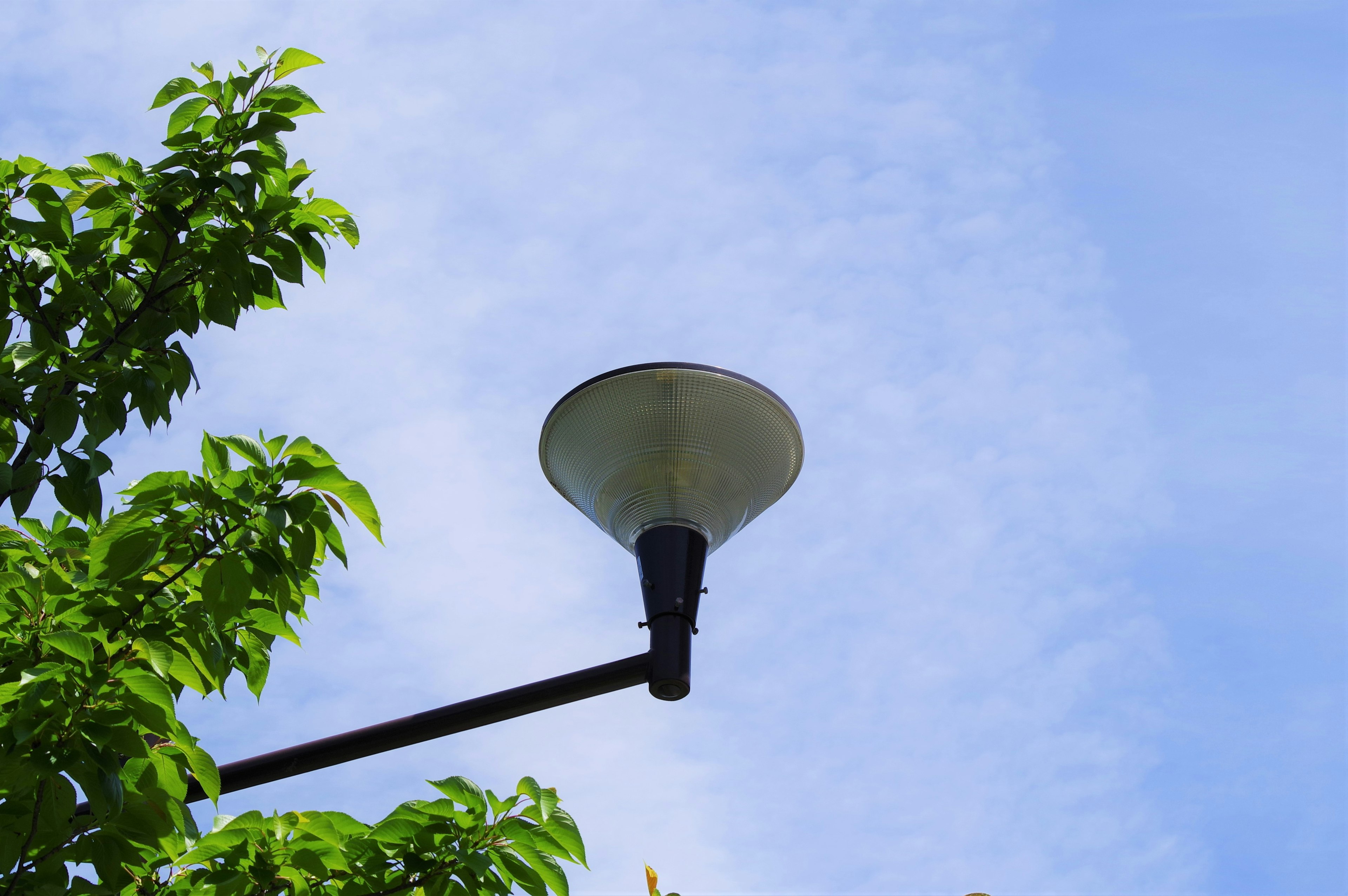 Farola bajo un cielo azul con hojas verdes