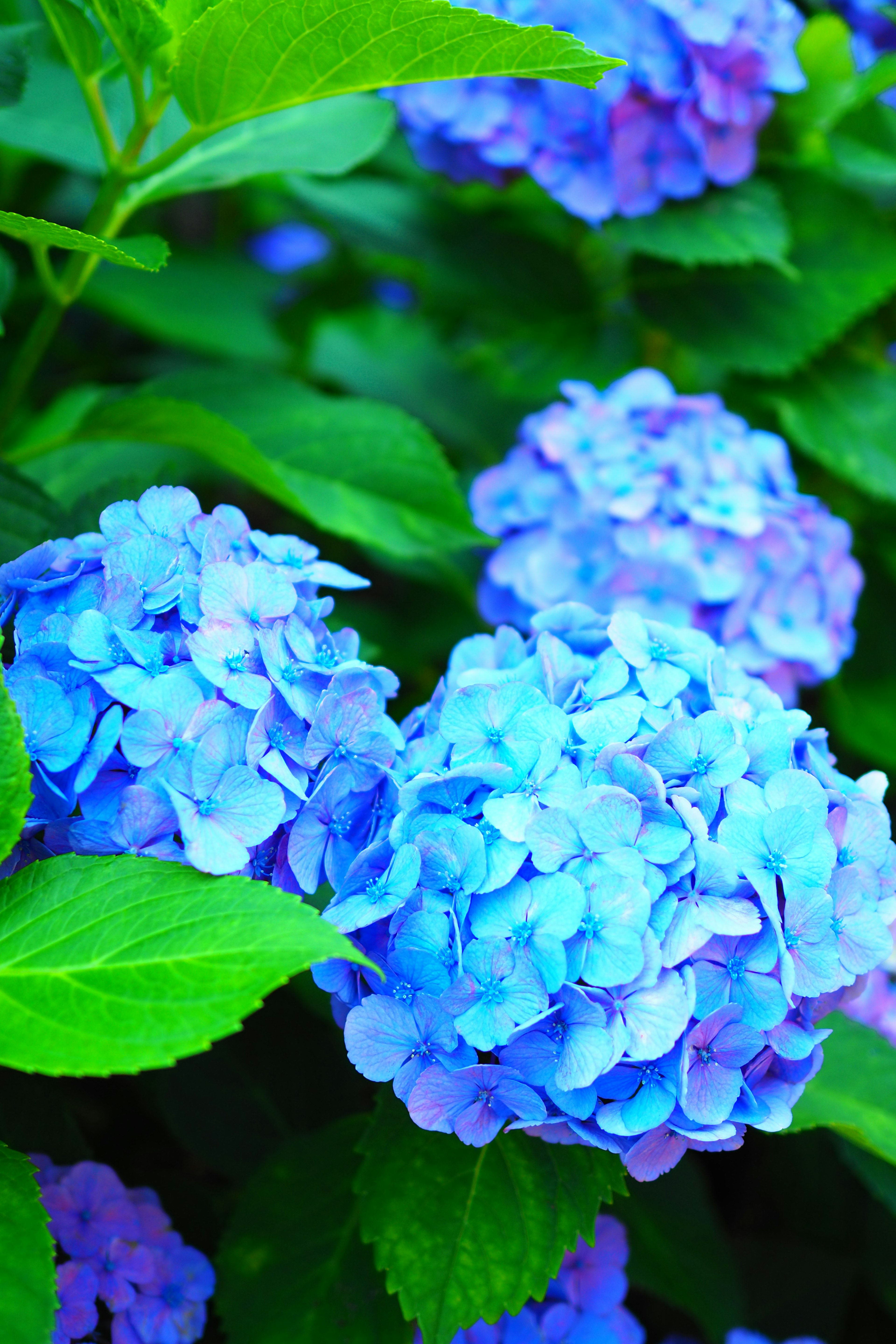 Blaue Hortensienblüten umgeben von grünen Blättern