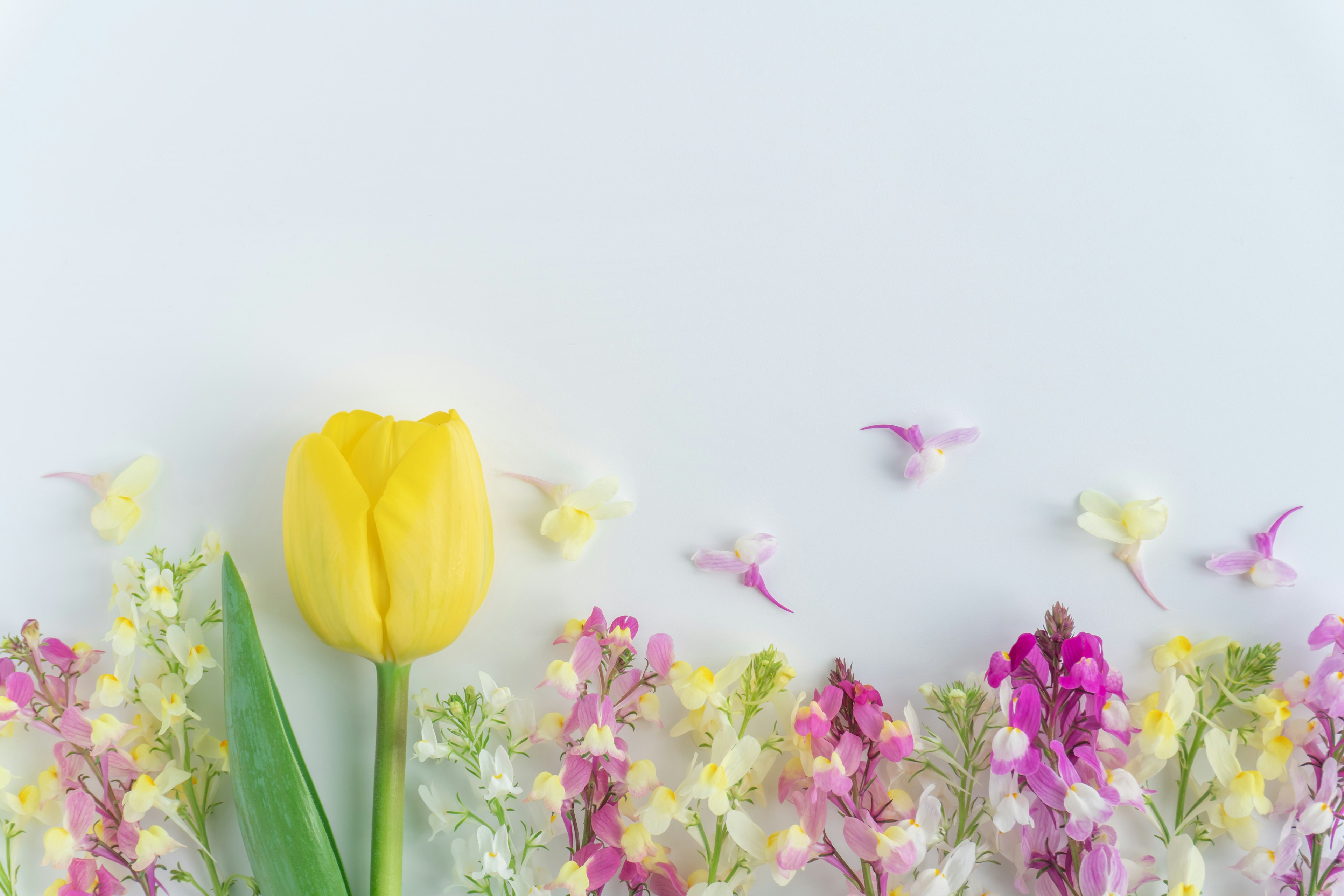 Un bel arrangement avec une tulipe jaune et diverses fleurs colorées