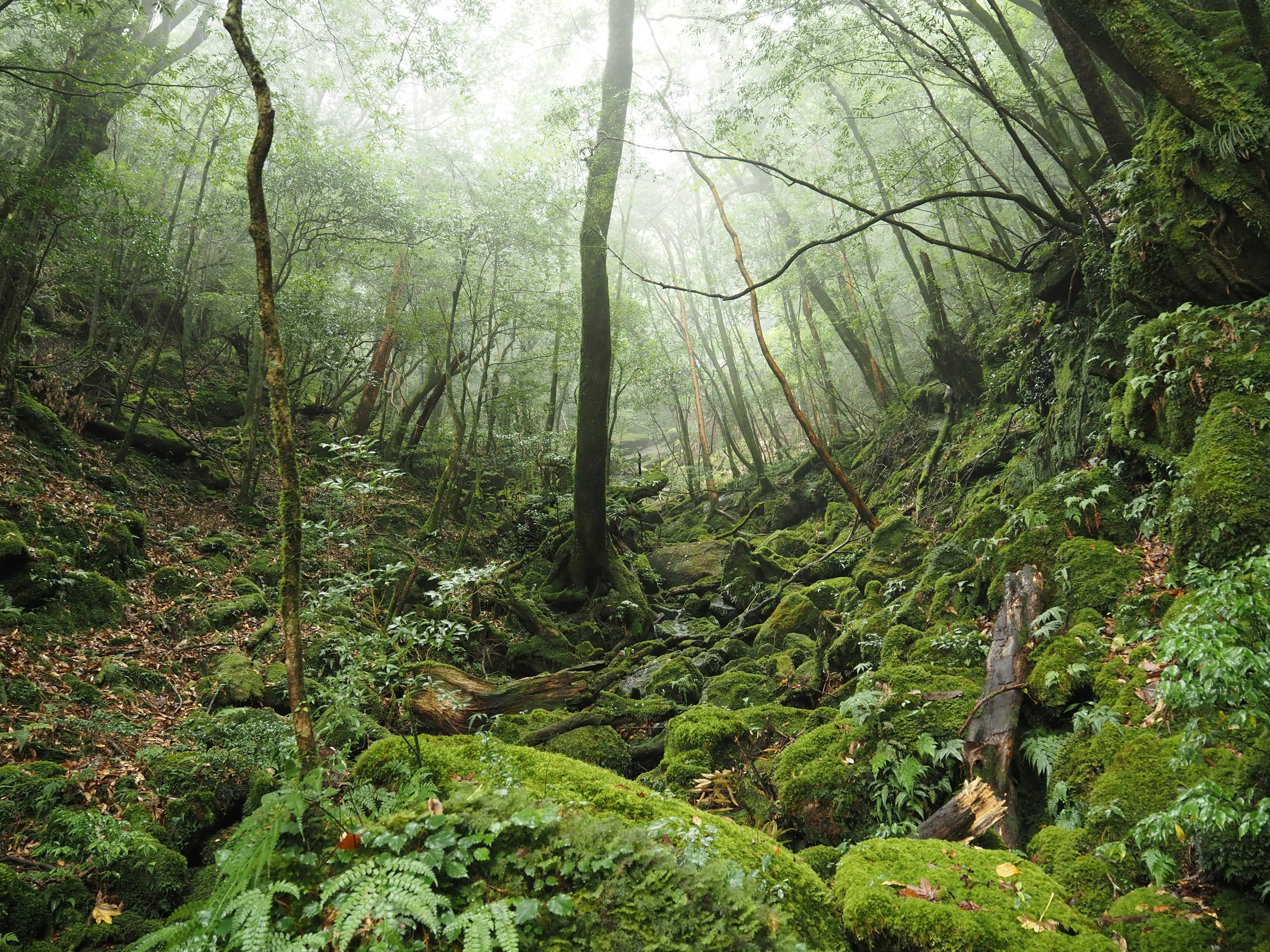 Üppige grüne Landschaft in einem nebligen Wald