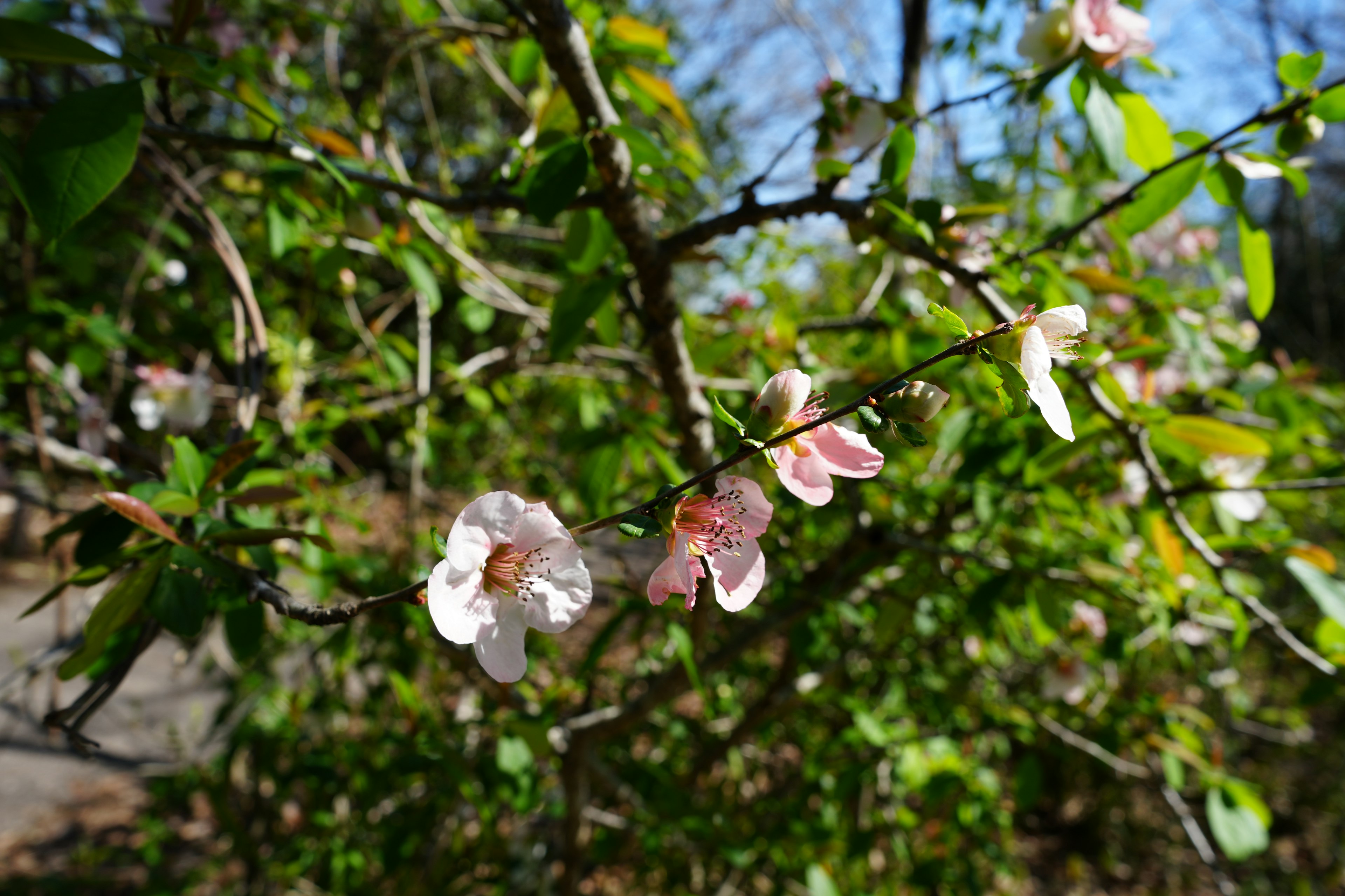 Branch with blooming flowers and green leaves