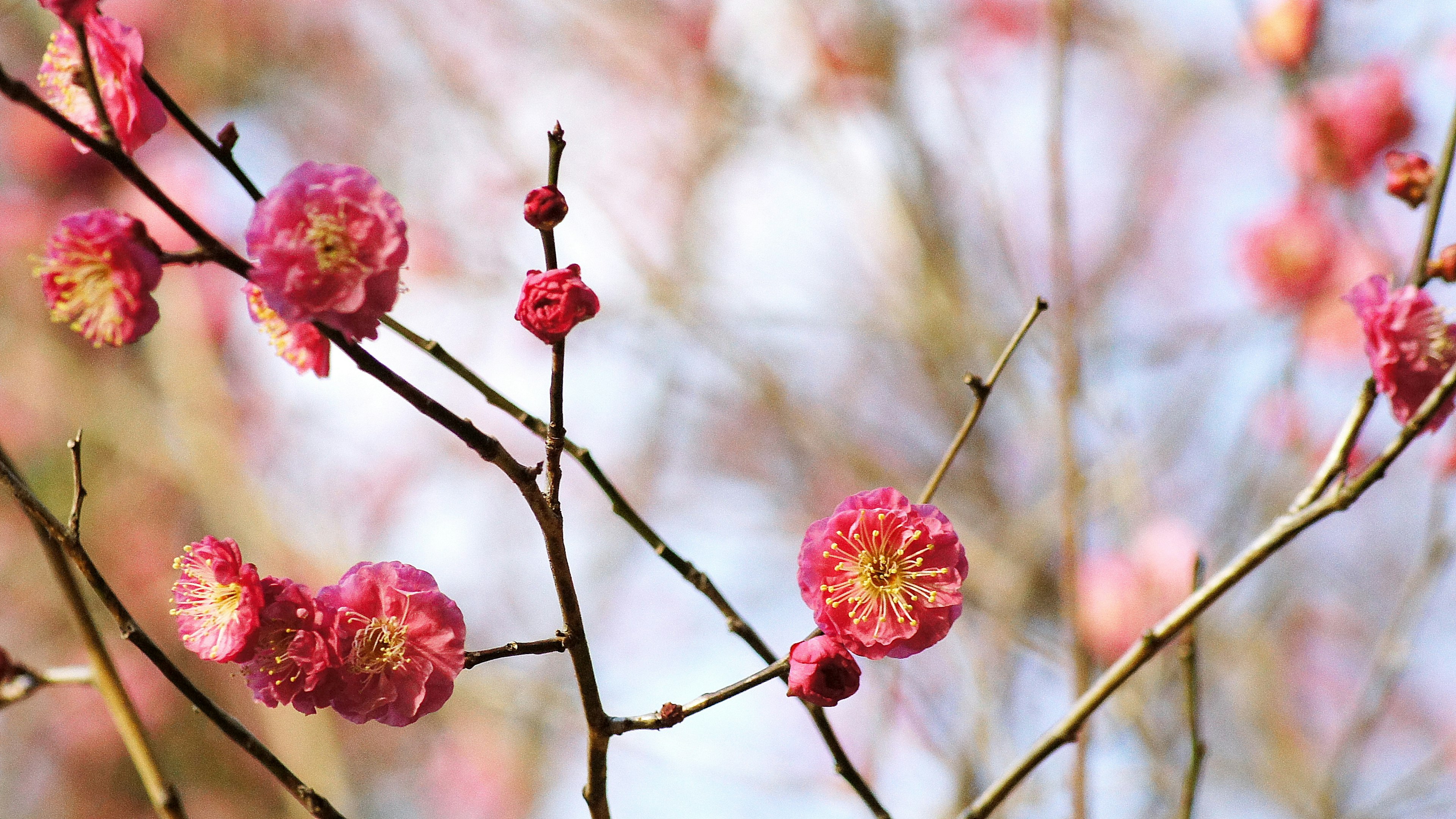 盛開粉紅花朵的樹枝特寫