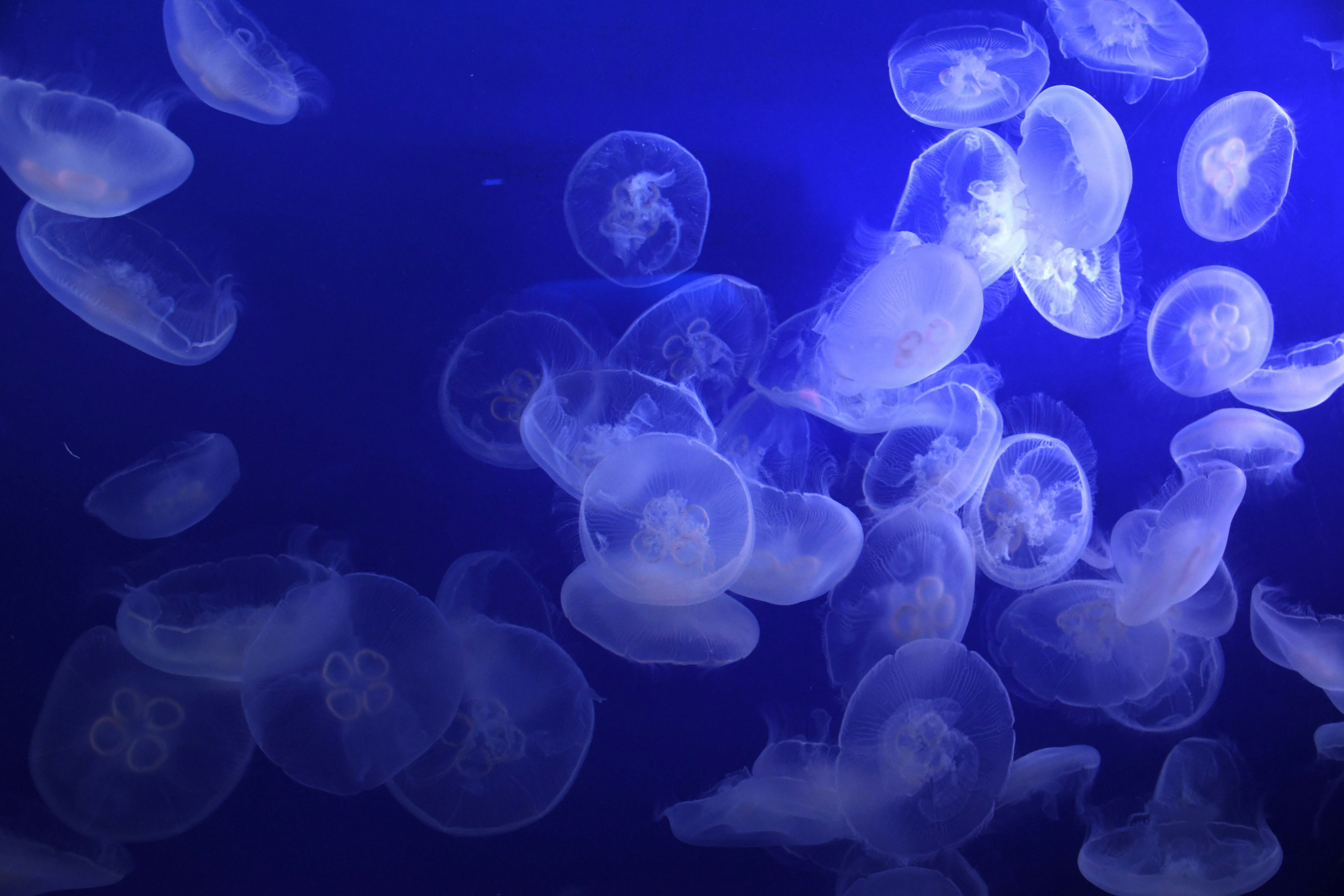 A swarm of jellyfish swimming against a blue background