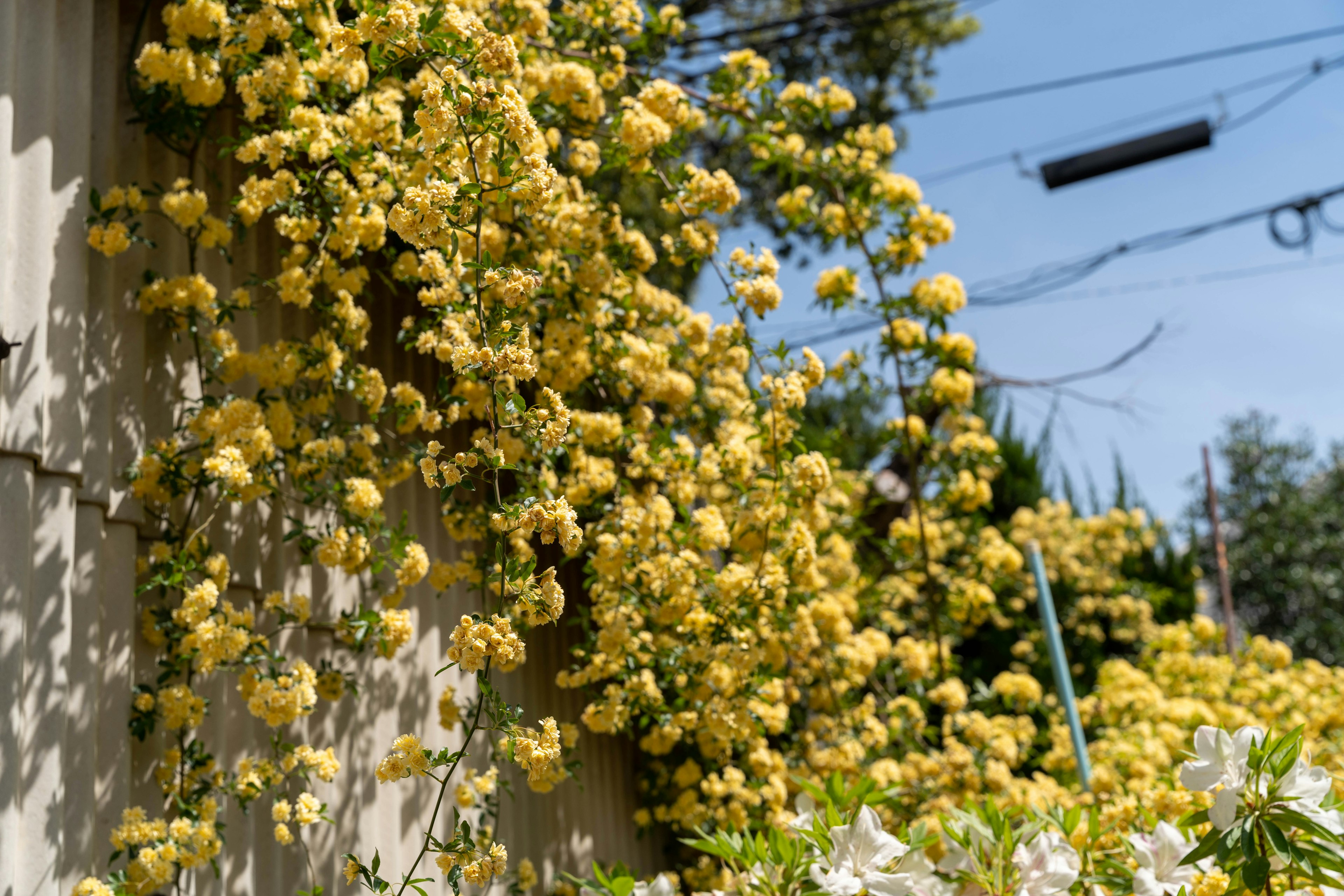 Un mur recouvert de fleurs jaunes vives