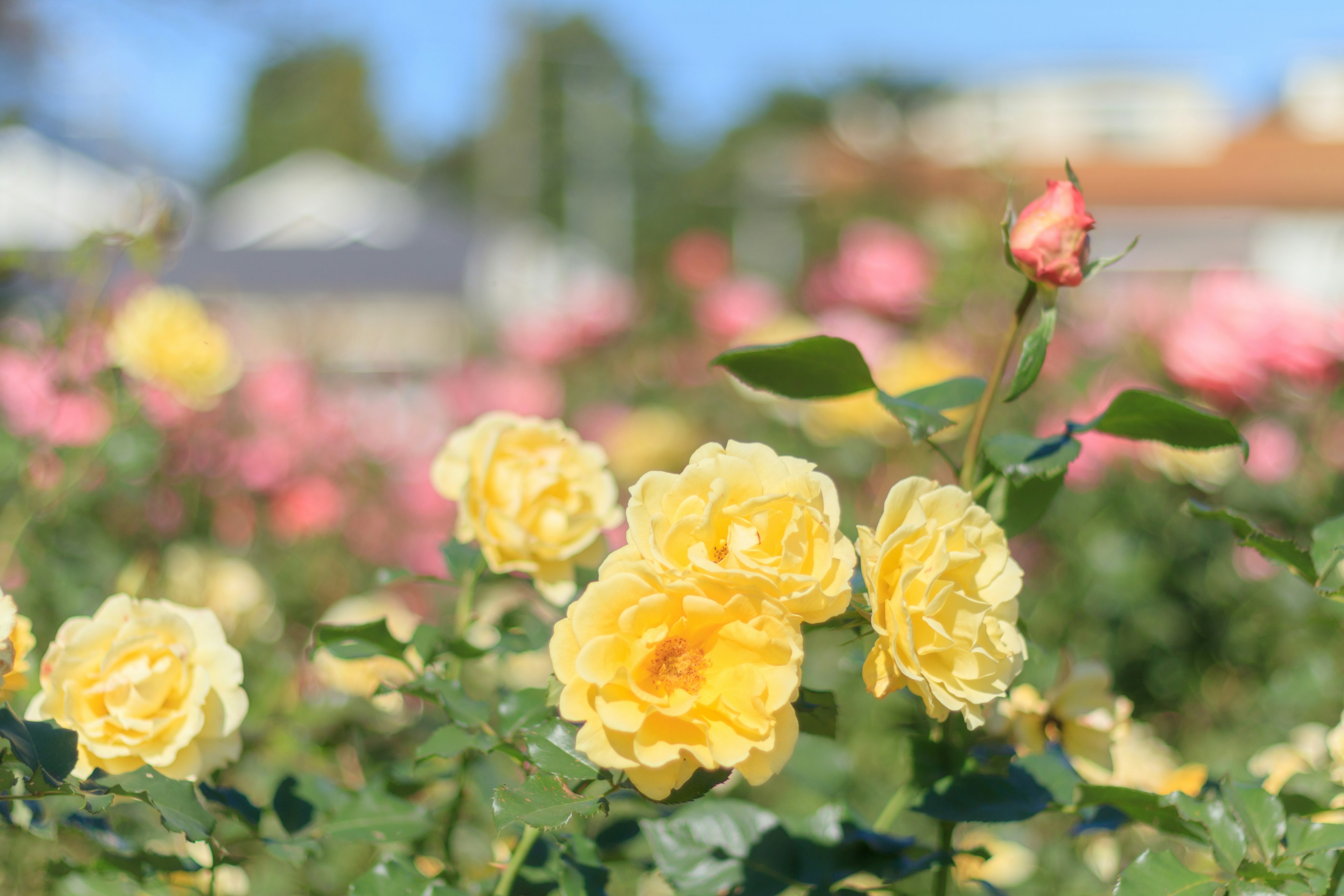 Un giardino con rose gialle e rosa in fiore