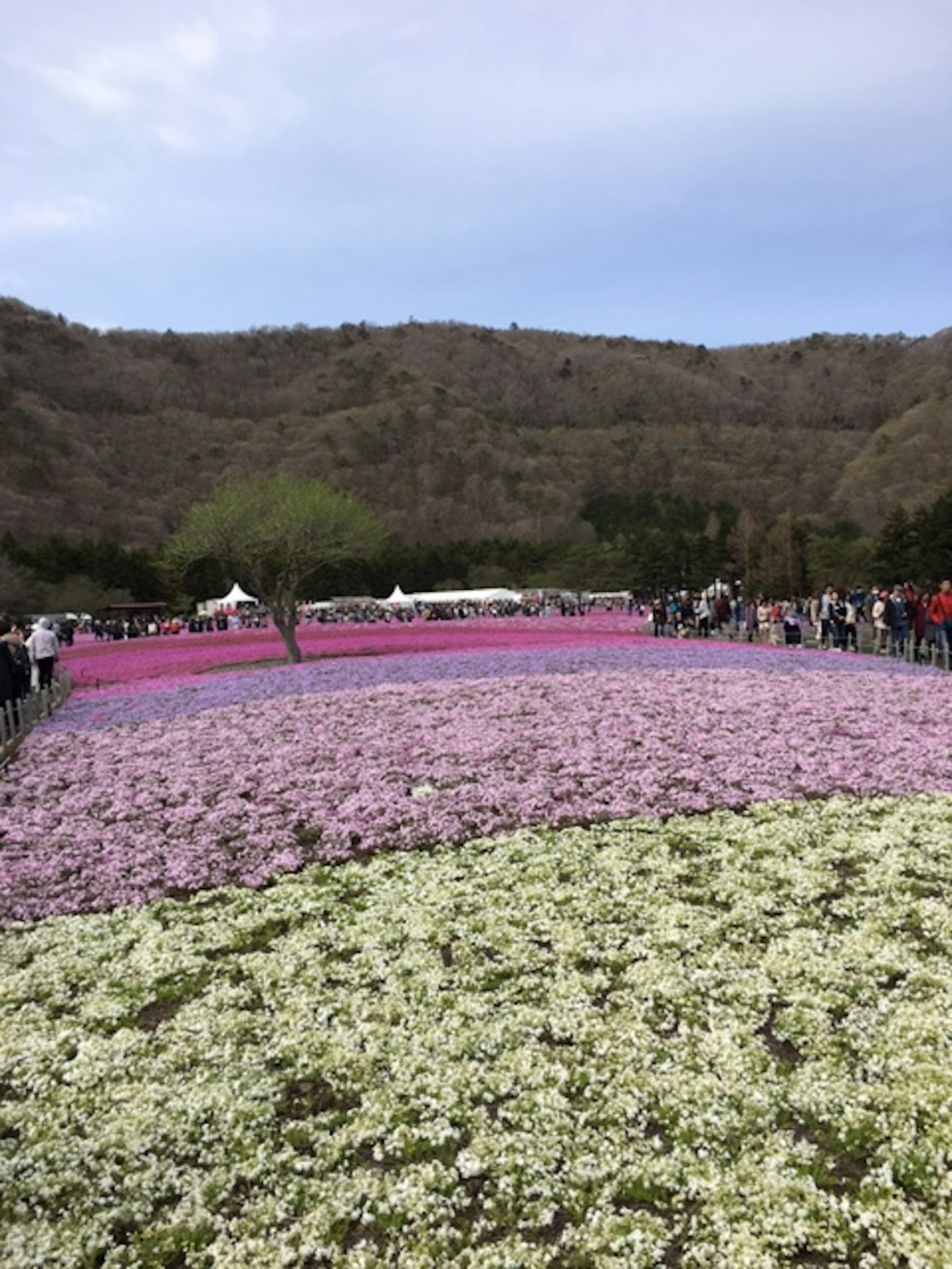 五彩缤纷的花田和欣赏风景的人们