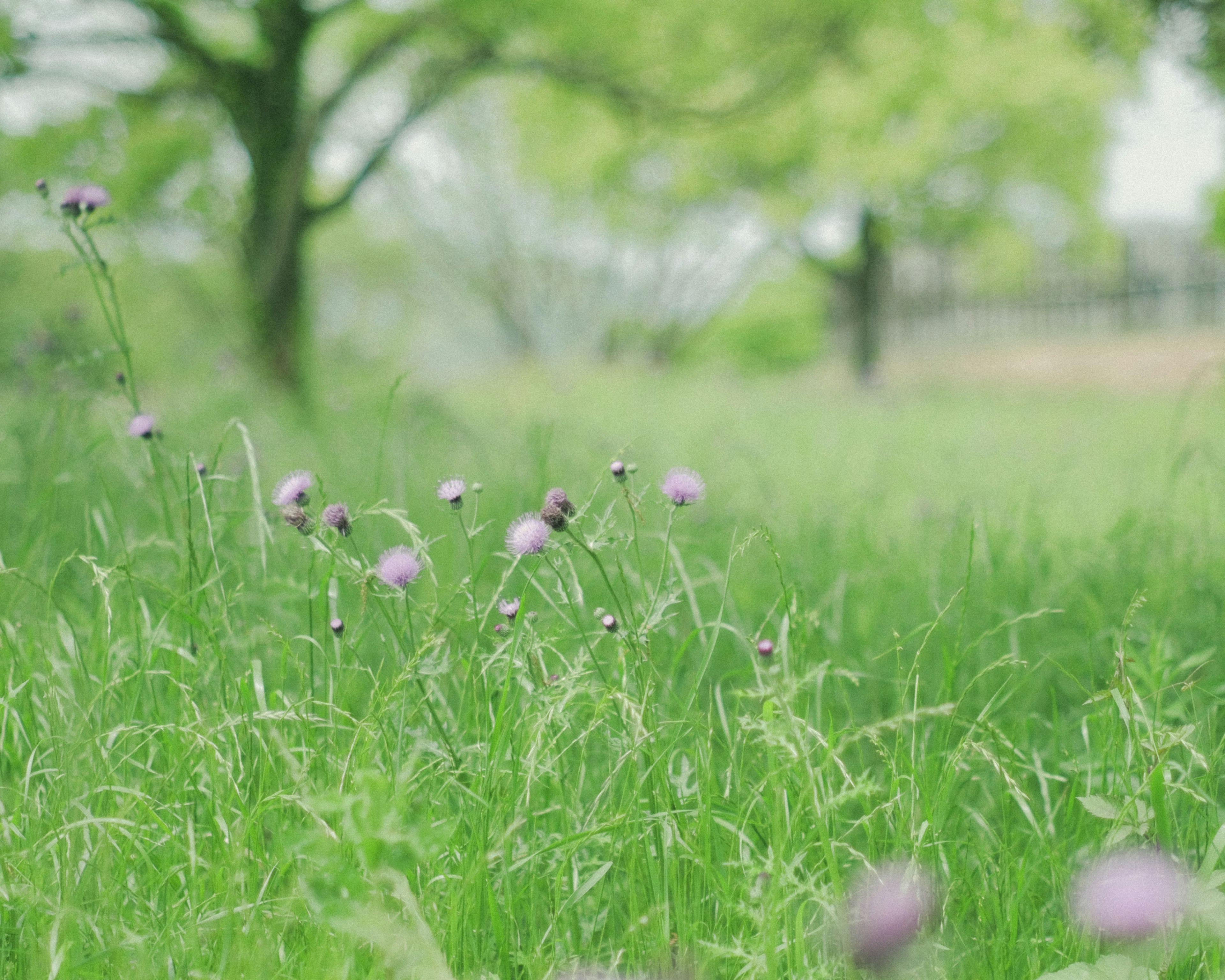 Un prato verde vibrante con fiori viola in fiore