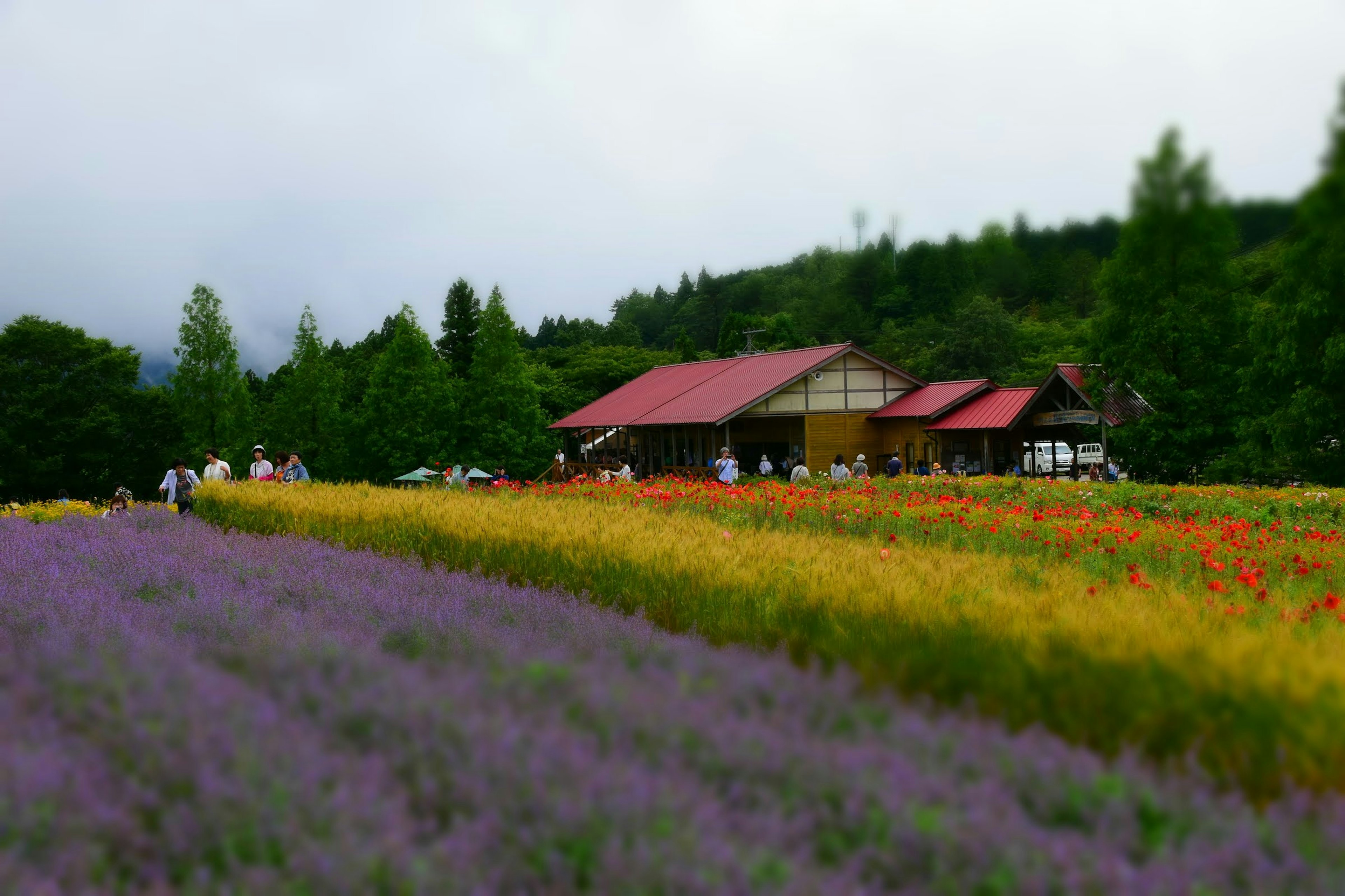 House surrounded by purple lavender and yellow flower fields