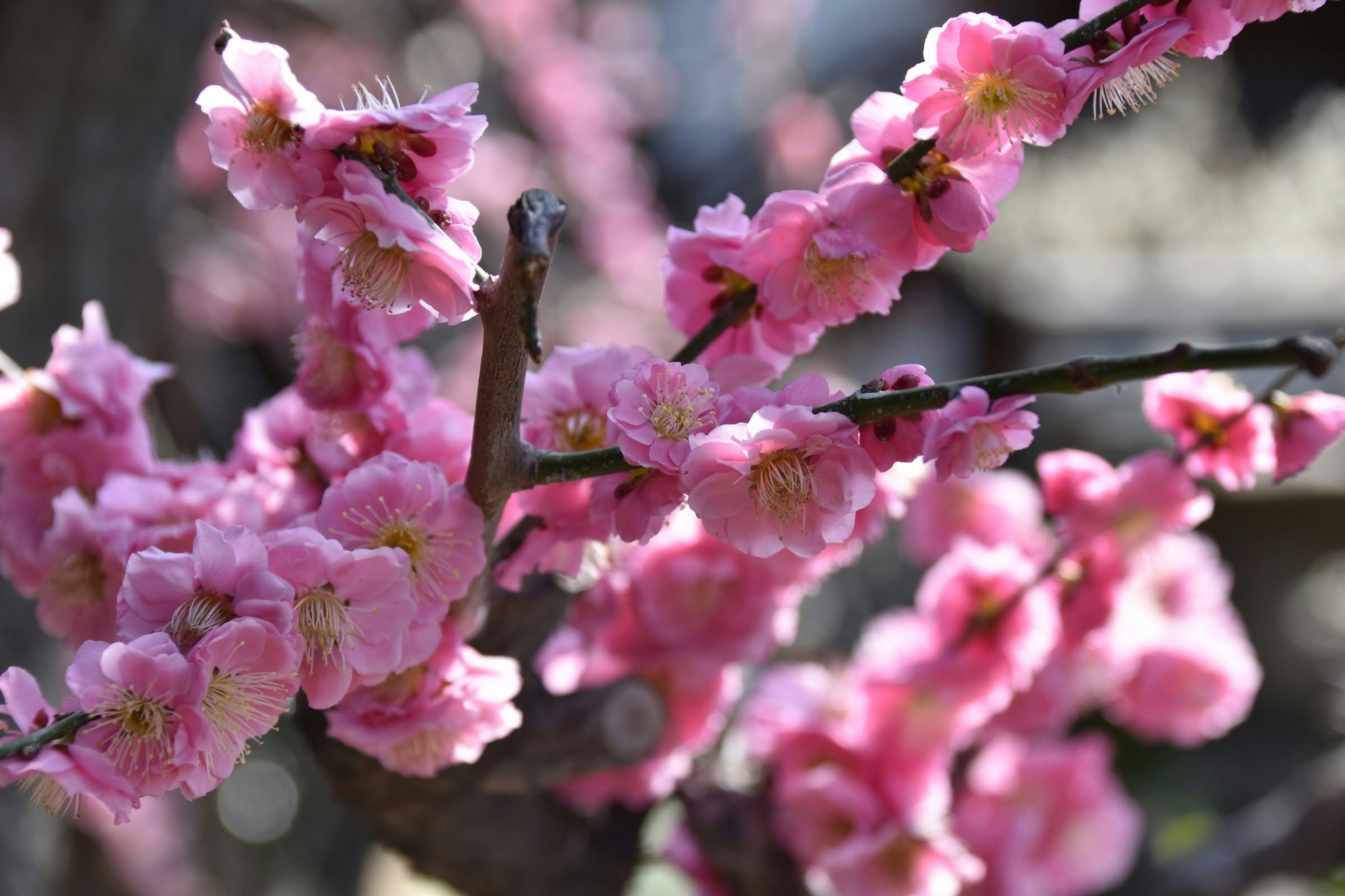 Beautiful pink flowers blooming on a cherry blossom branch