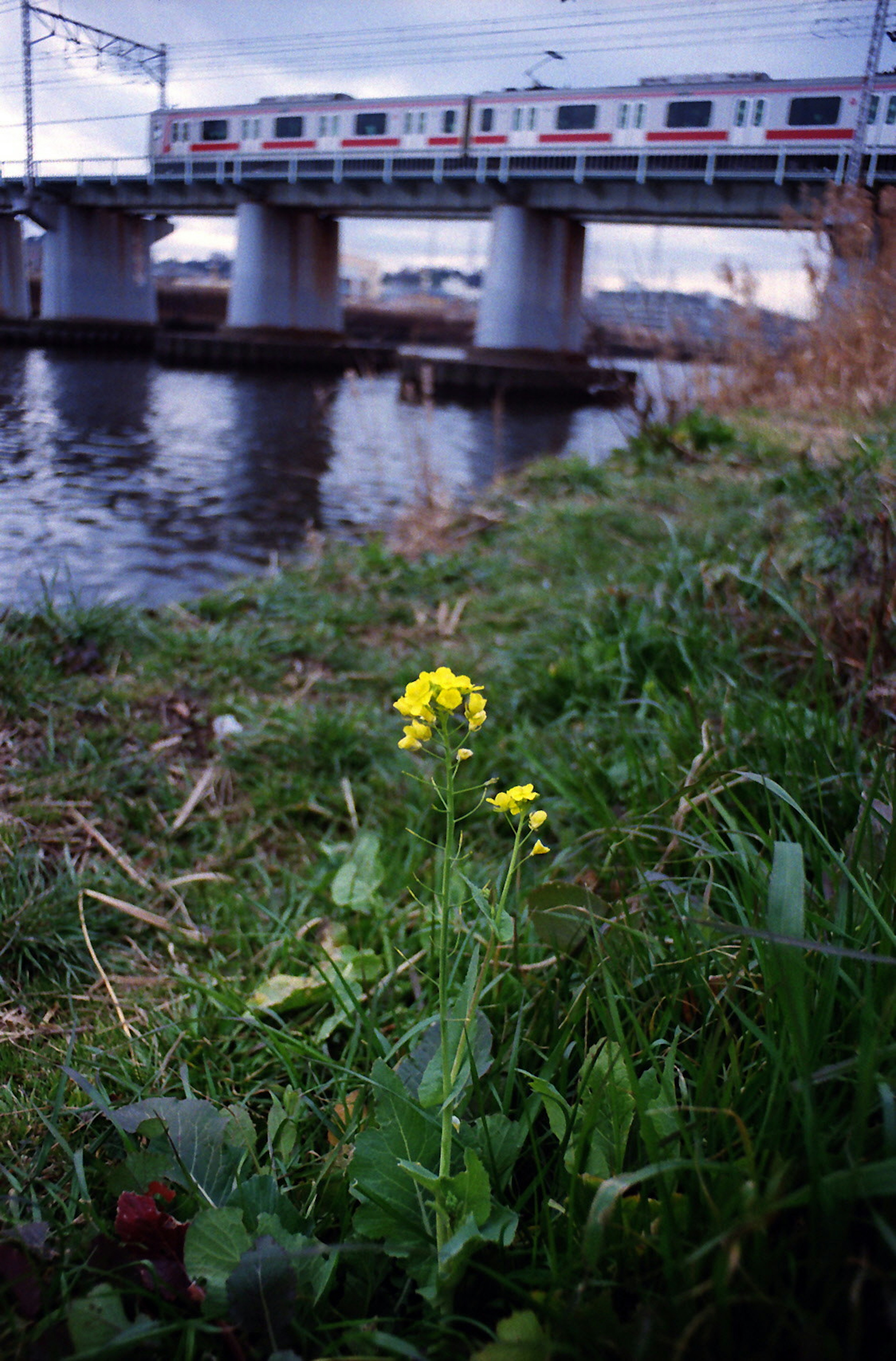 Yellow flower by the river with a railway bridge in the background