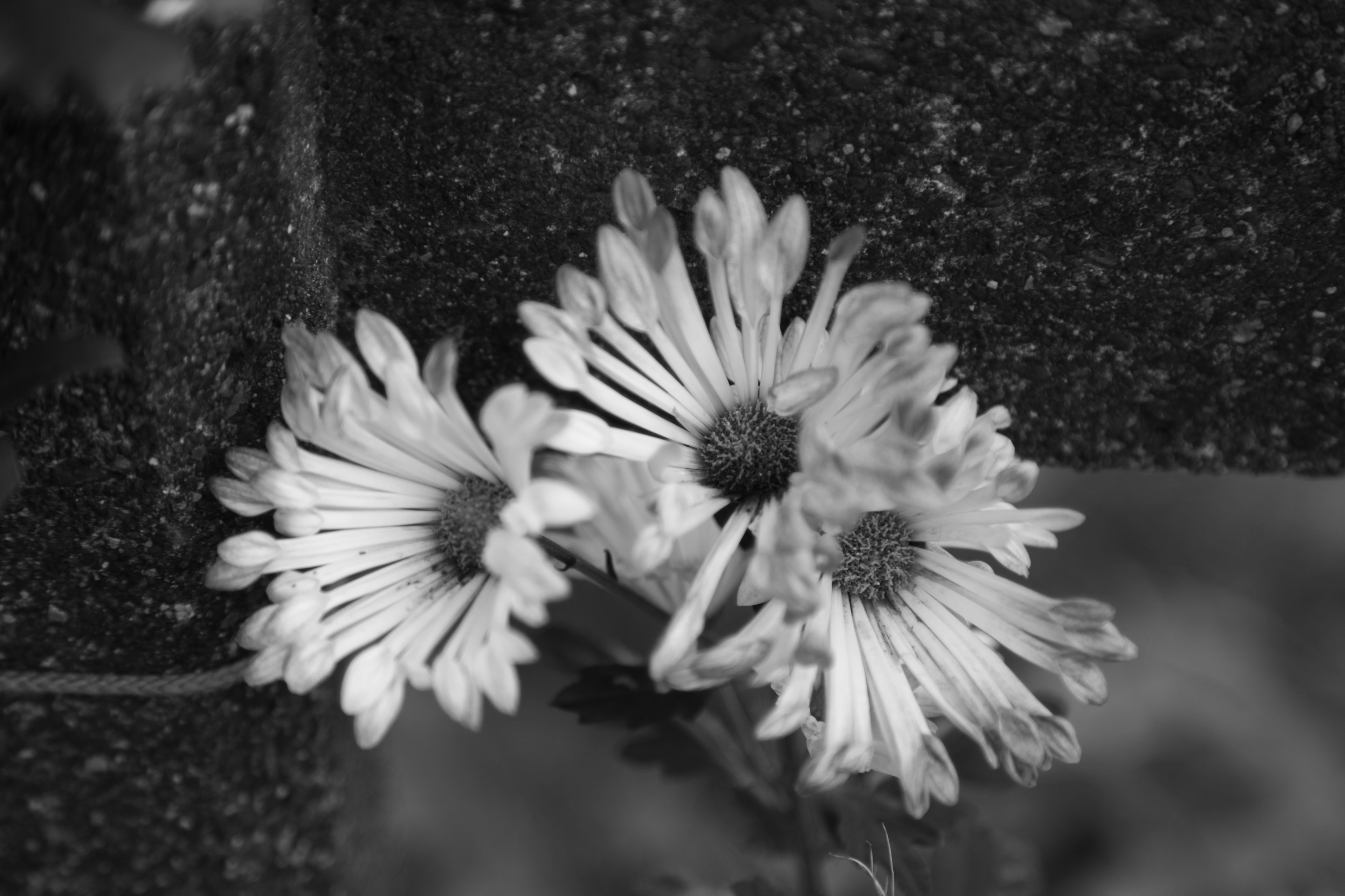 白黒の背景に咲く3つの花が特徴的な画像