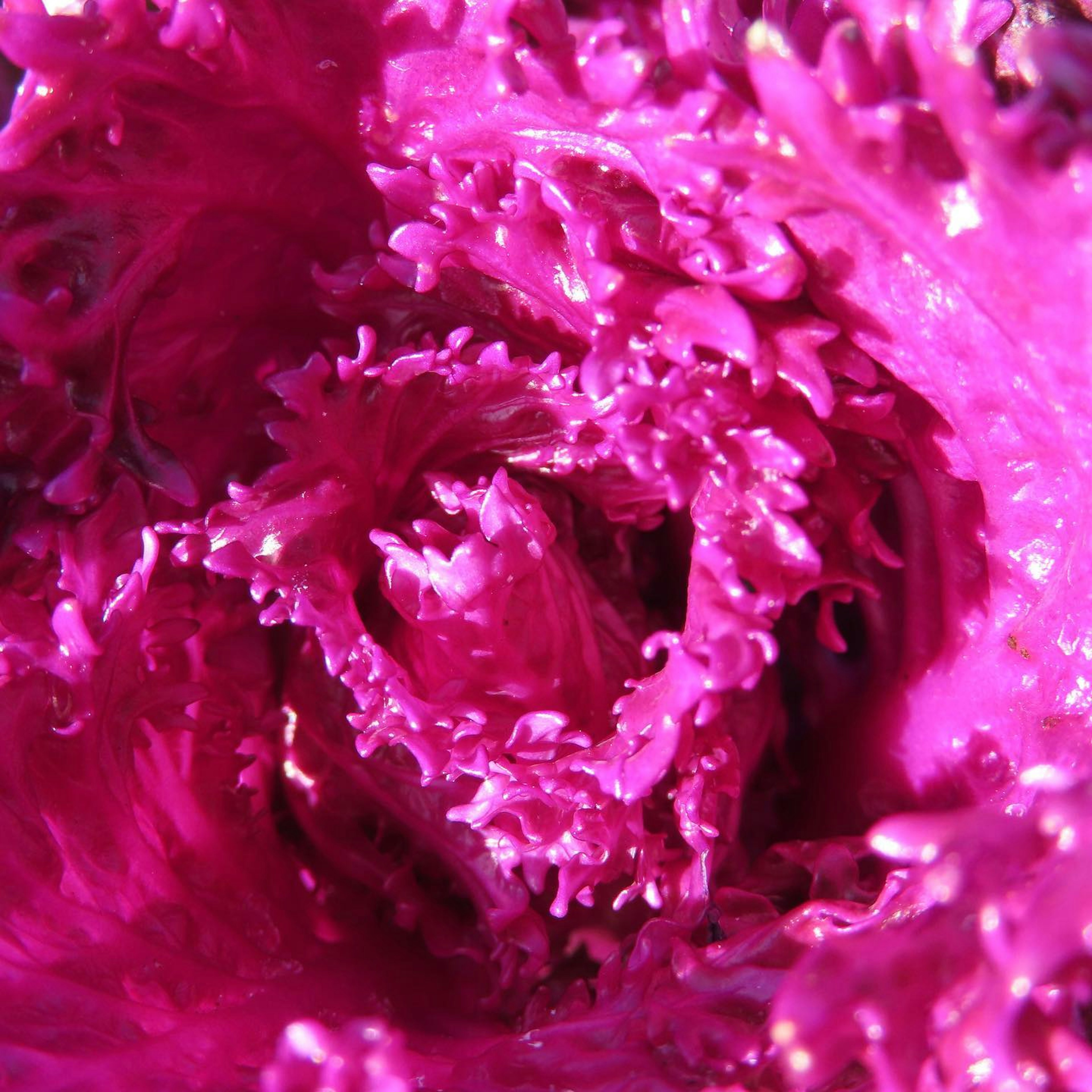 Close-up of vibrant pink flower petals swirling