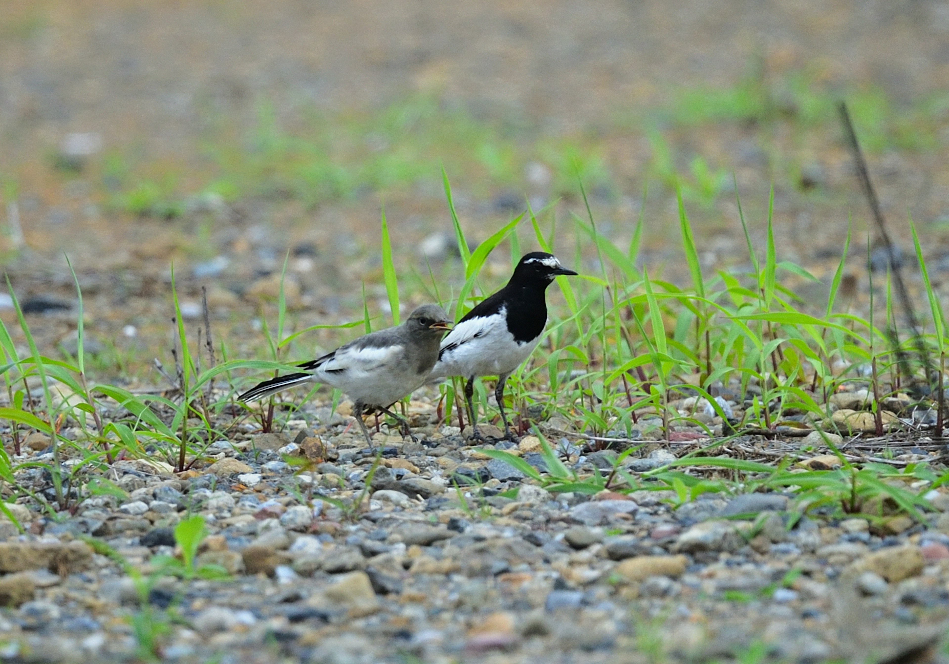 Deux oiseaux se tenant au sol l'un avec des plumes noires et blanches et l'autre gris