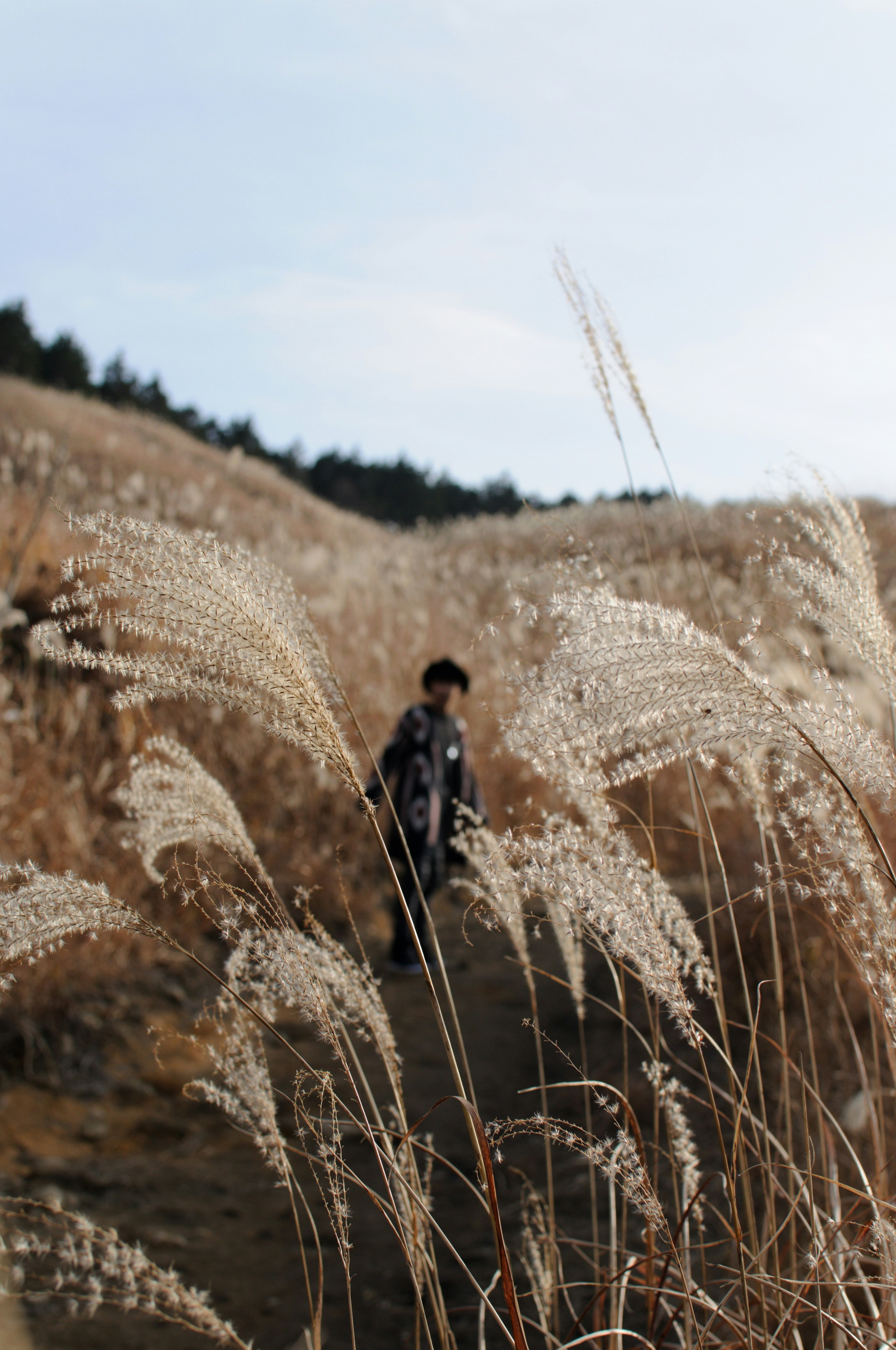 草原の中に立つ人物と穂のある草