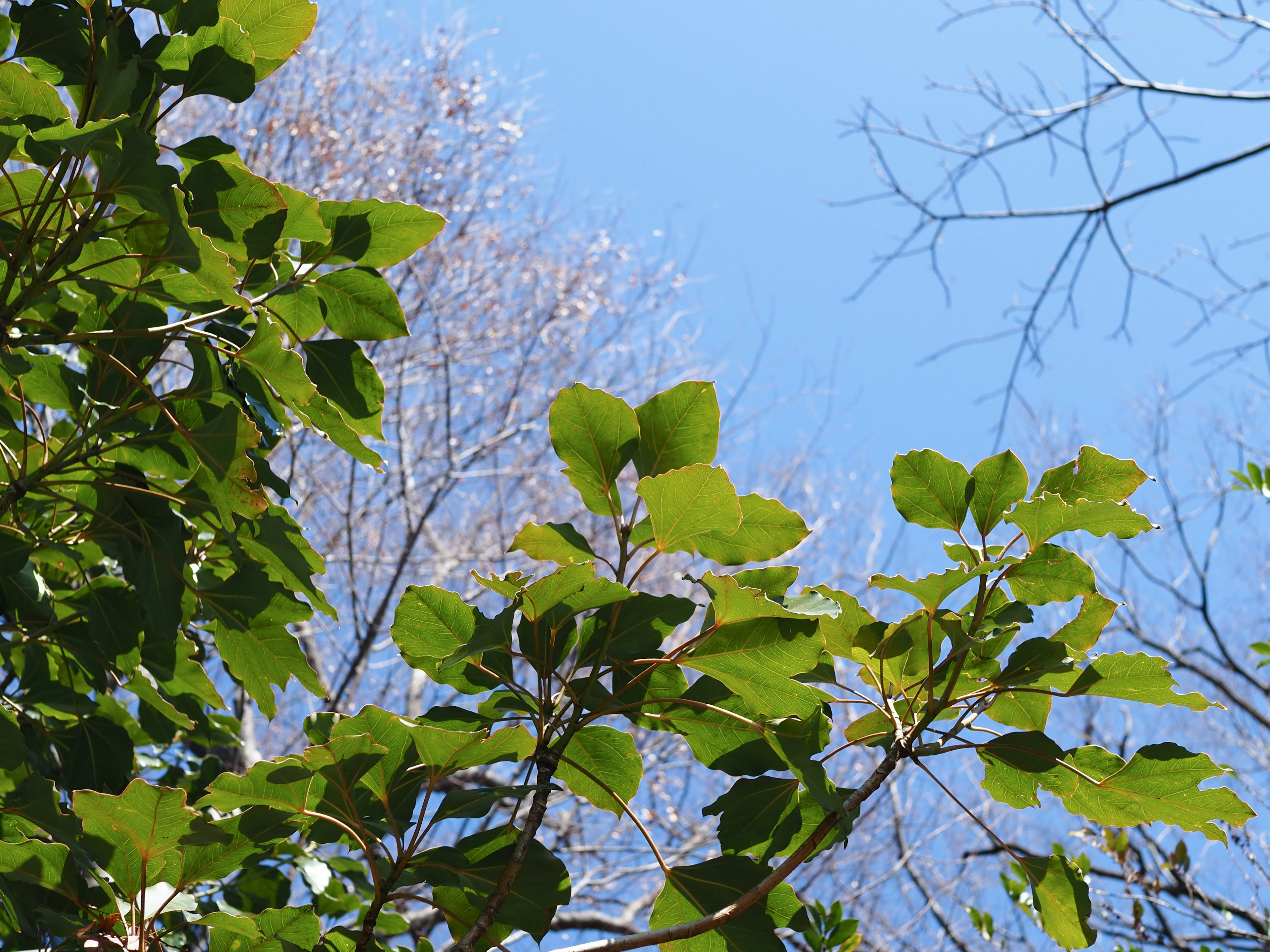 Contraste de hojas verdes contra un cielo azul con ramas desnudas