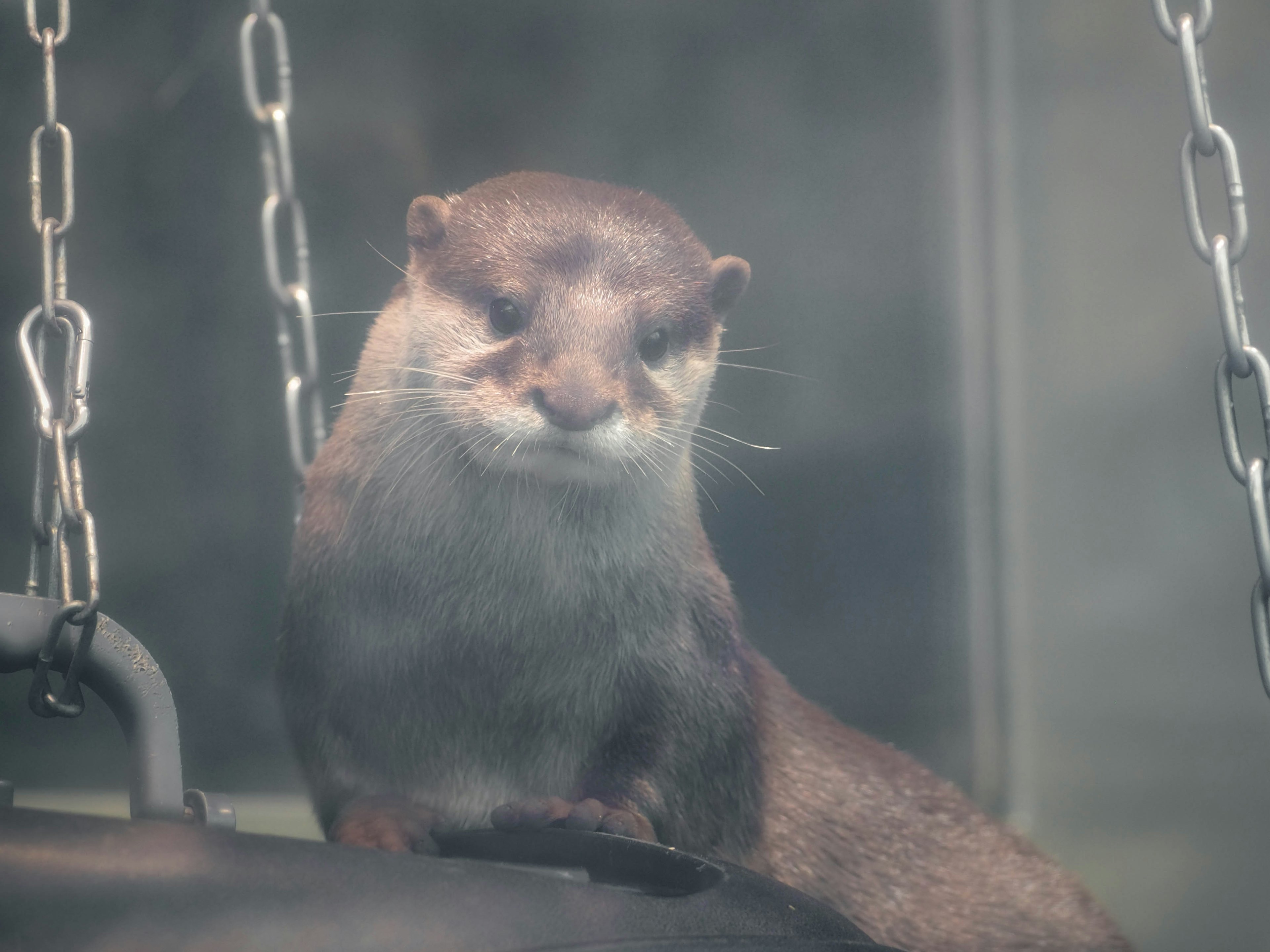 Niedliche Otter mit einem verspielten Ausdruck am Wasser