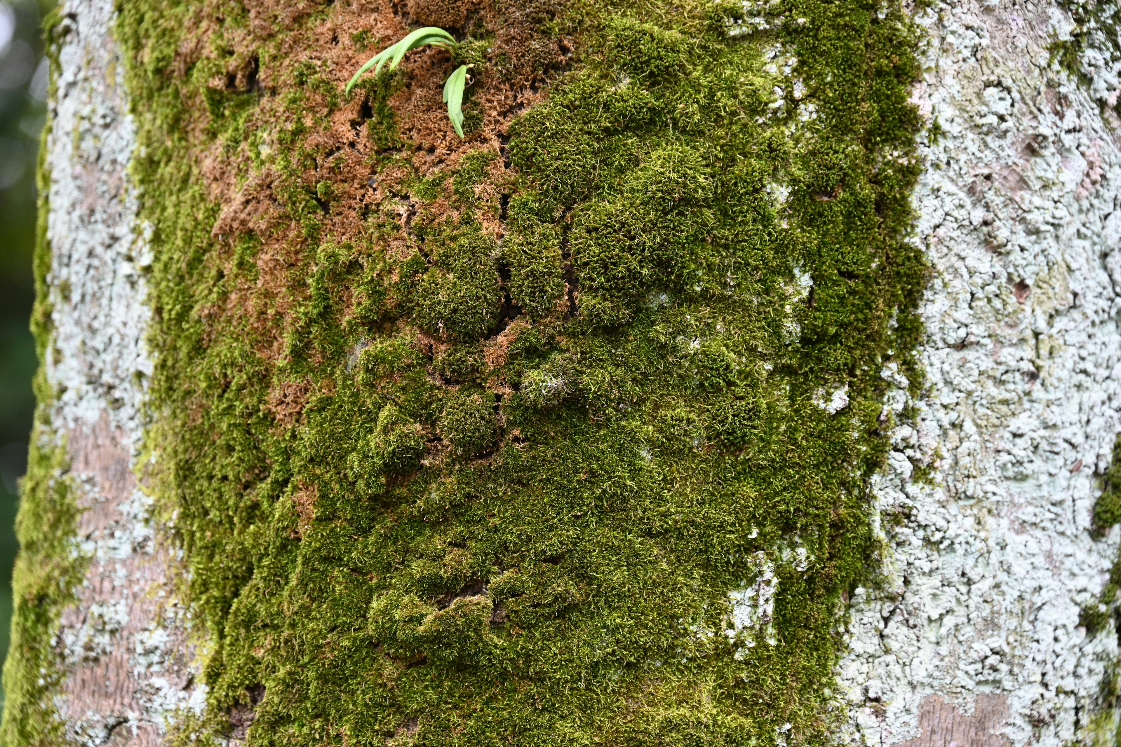 Musgo y pequeñas hojas creciendo en un tronco de árbol