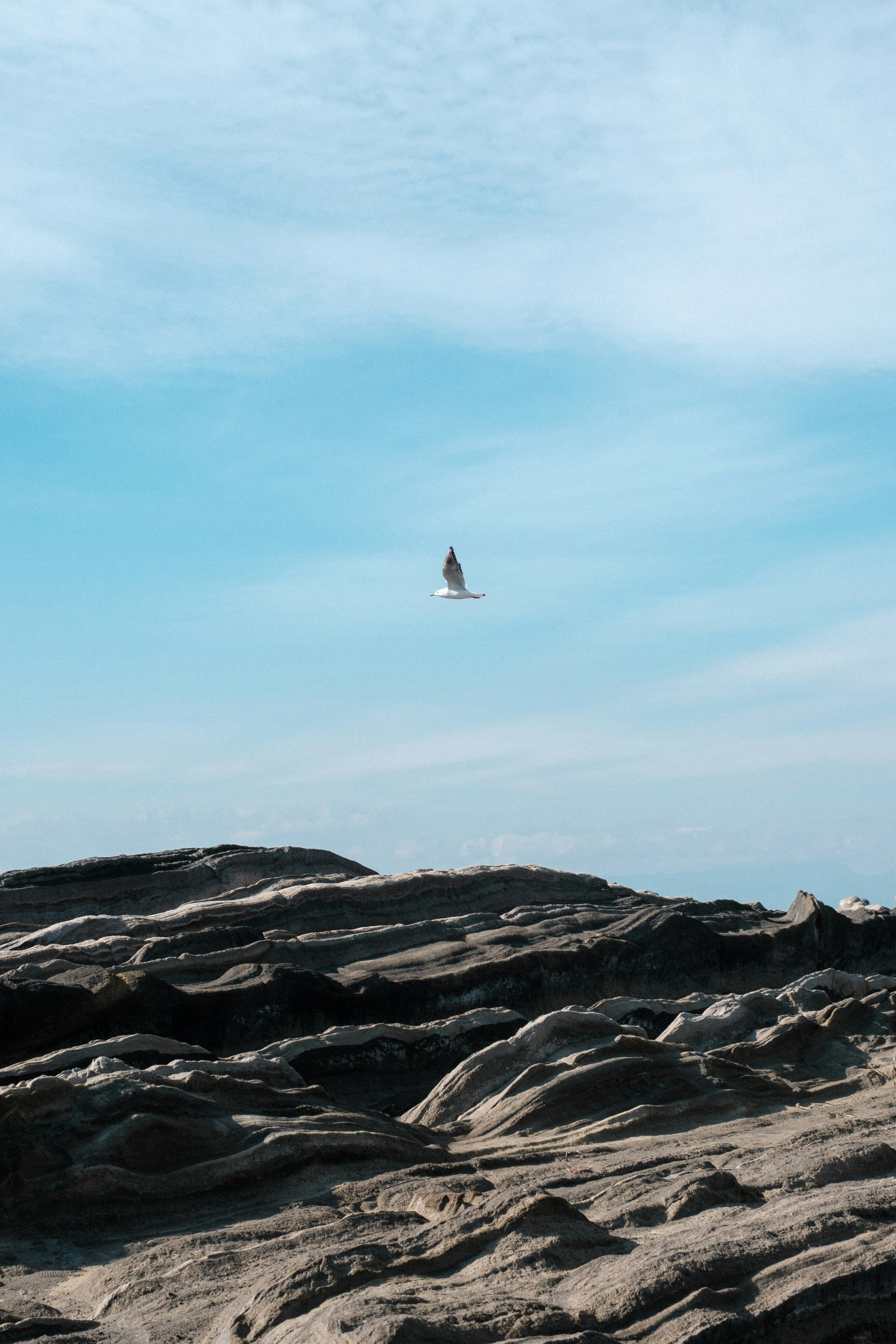 Pesisir berbatu di bawah langit biru cerah dengan burung terbang