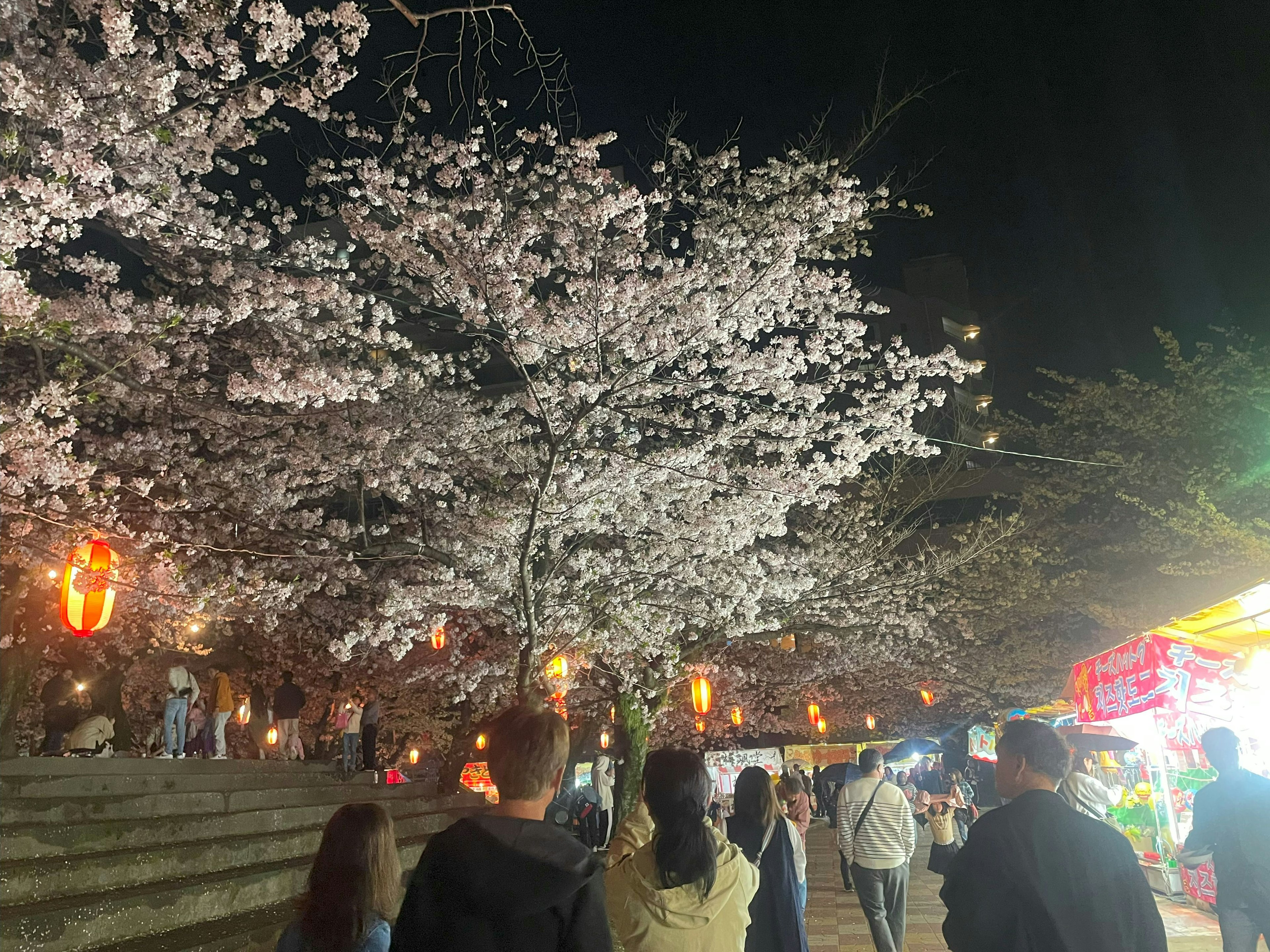 People walking under cherry blossoms with lanterns at night