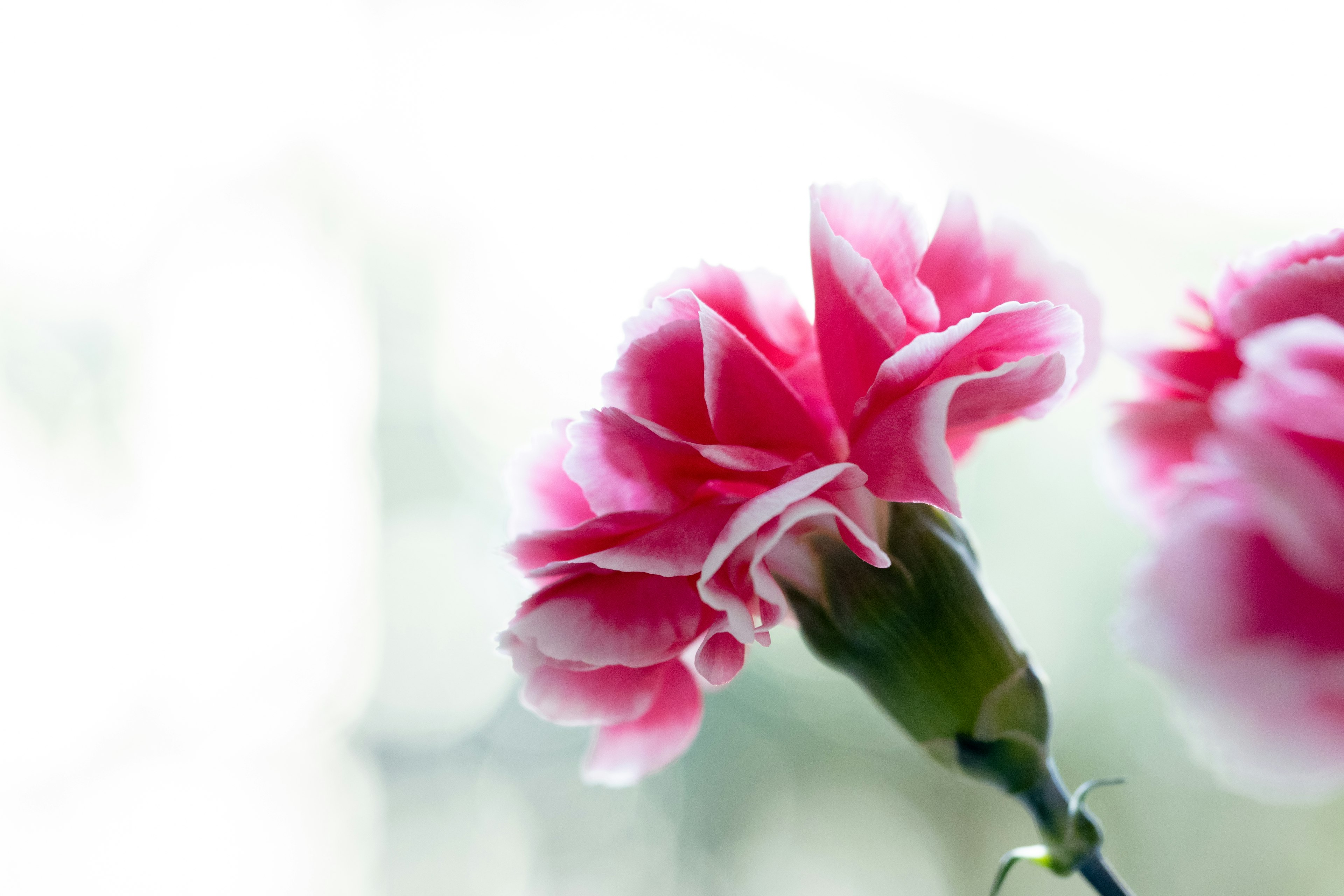 Flor de clavel rosa con fondo suave