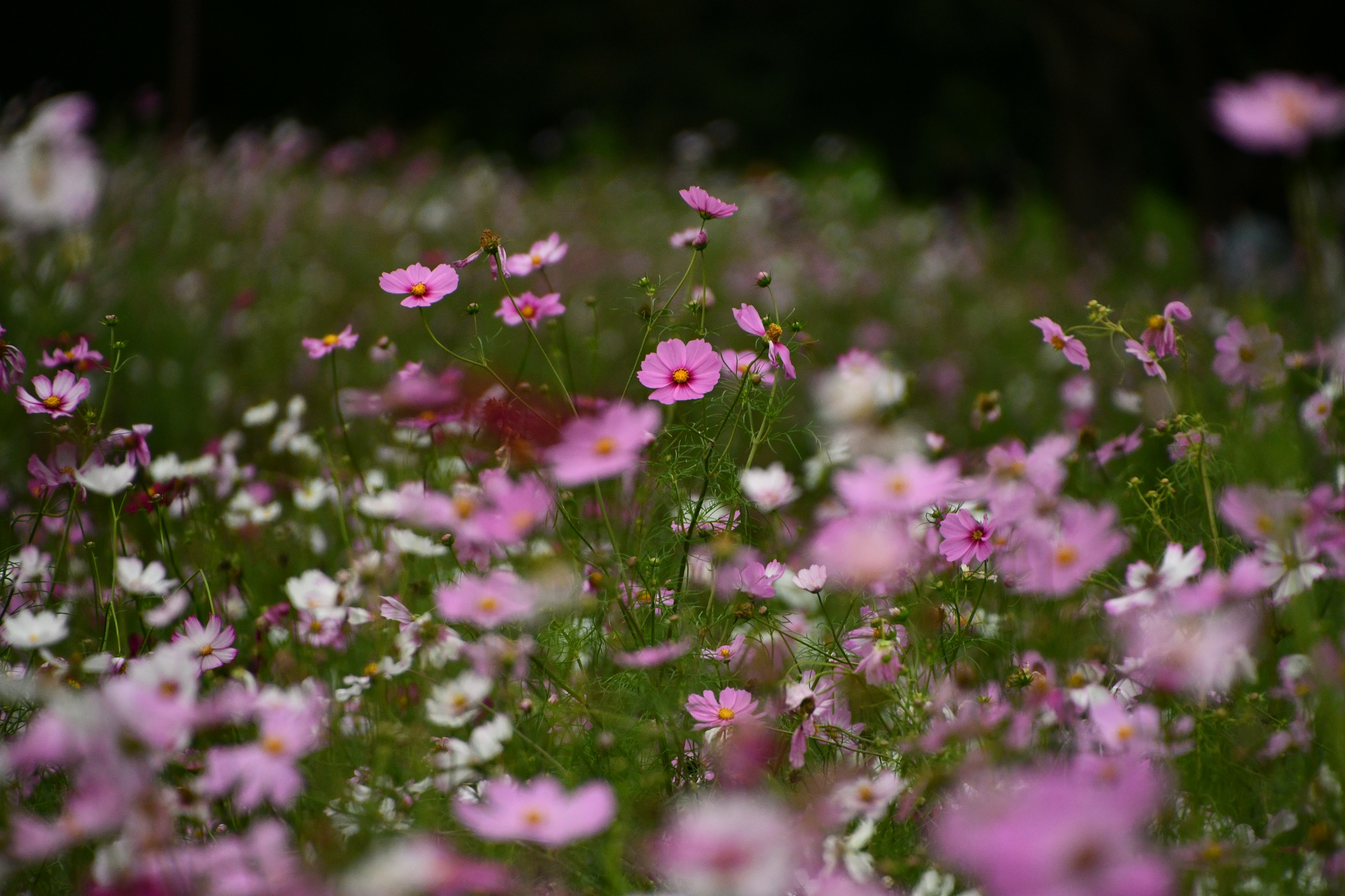 Un beau pré rempli de fleurs colorées en fleurs