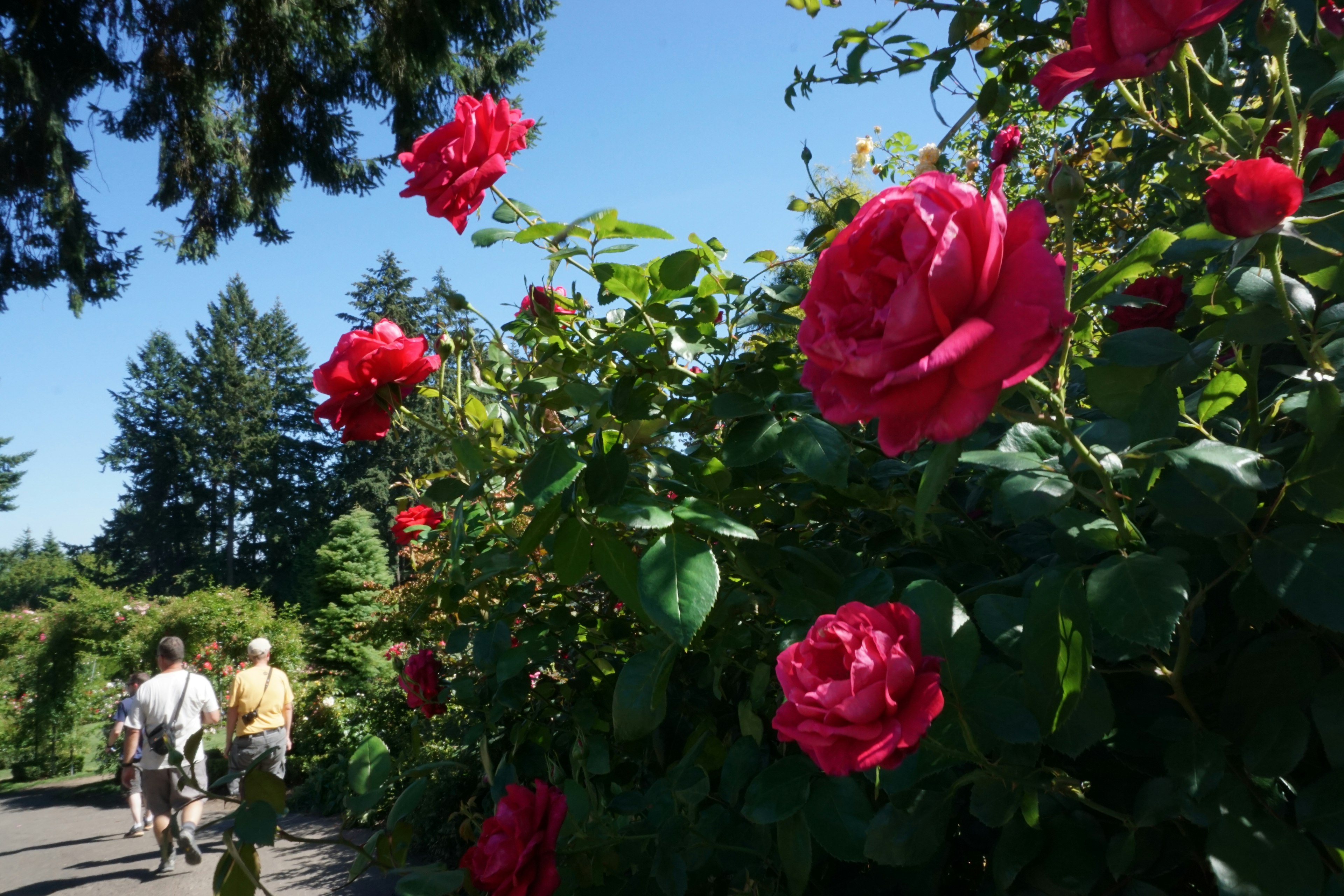 Menschen spazieren in einem Garten mit blühenden roten Rosen