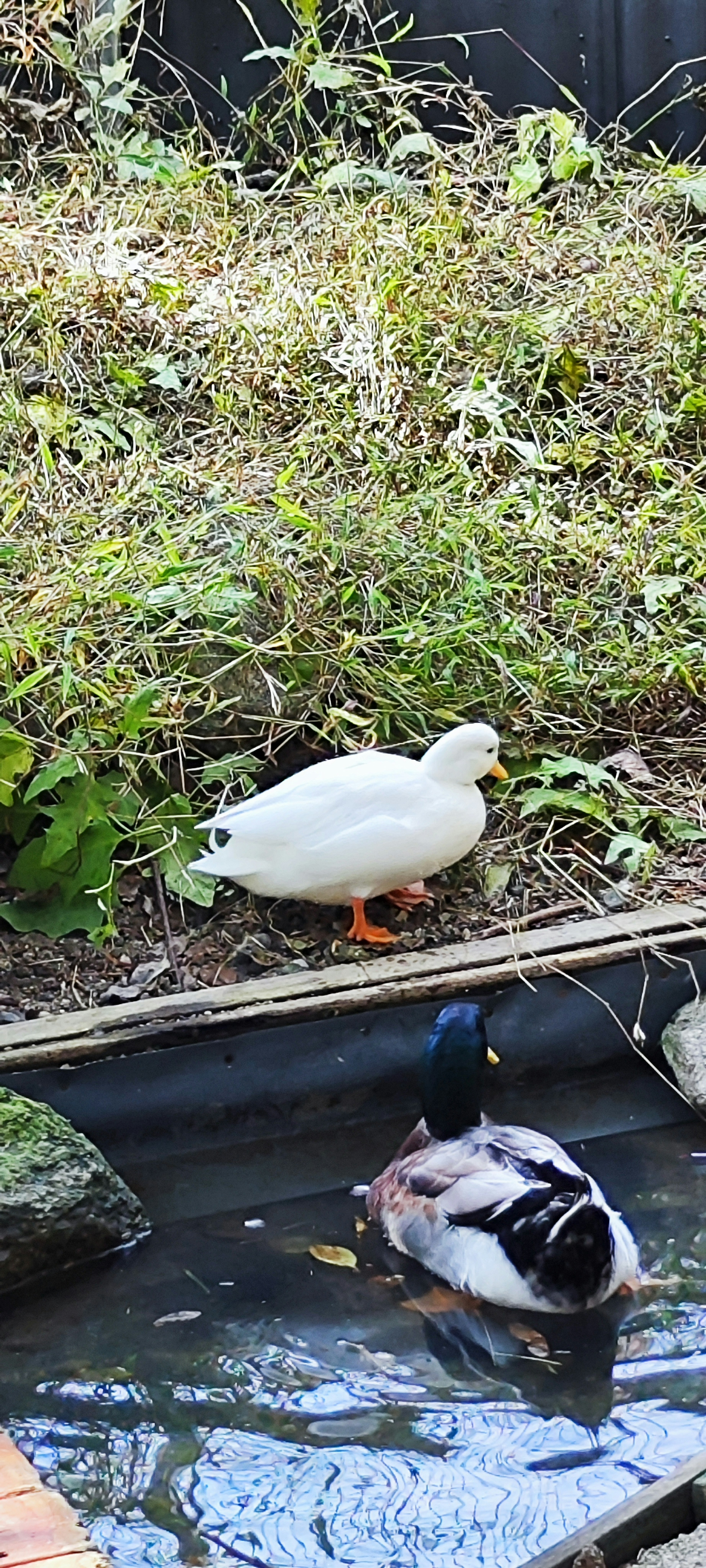 A white duck and a black duck near a pond surrounded by greenery