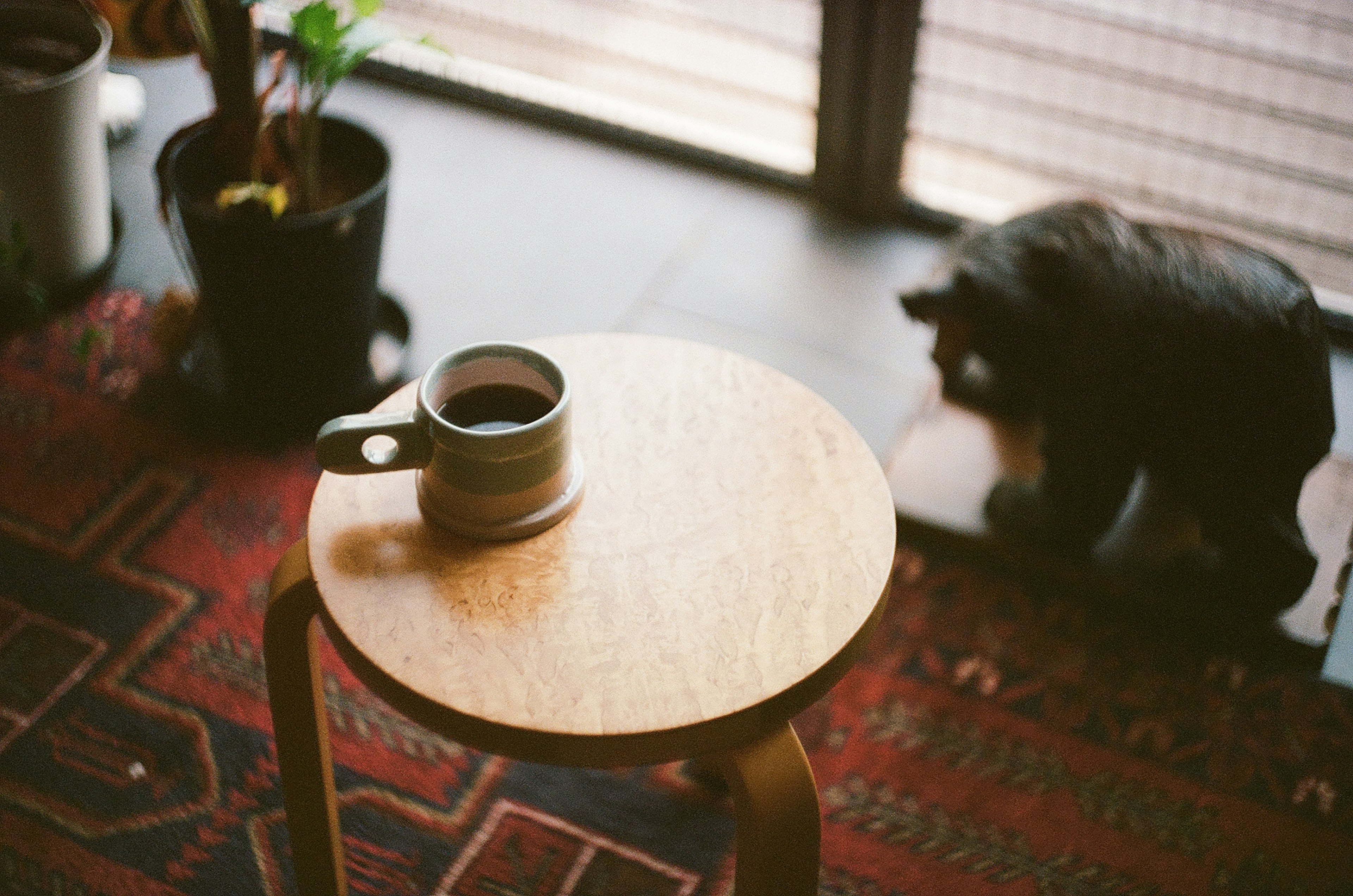 A coffee cup on a wooden table with plants nearby and a black cat on the floor