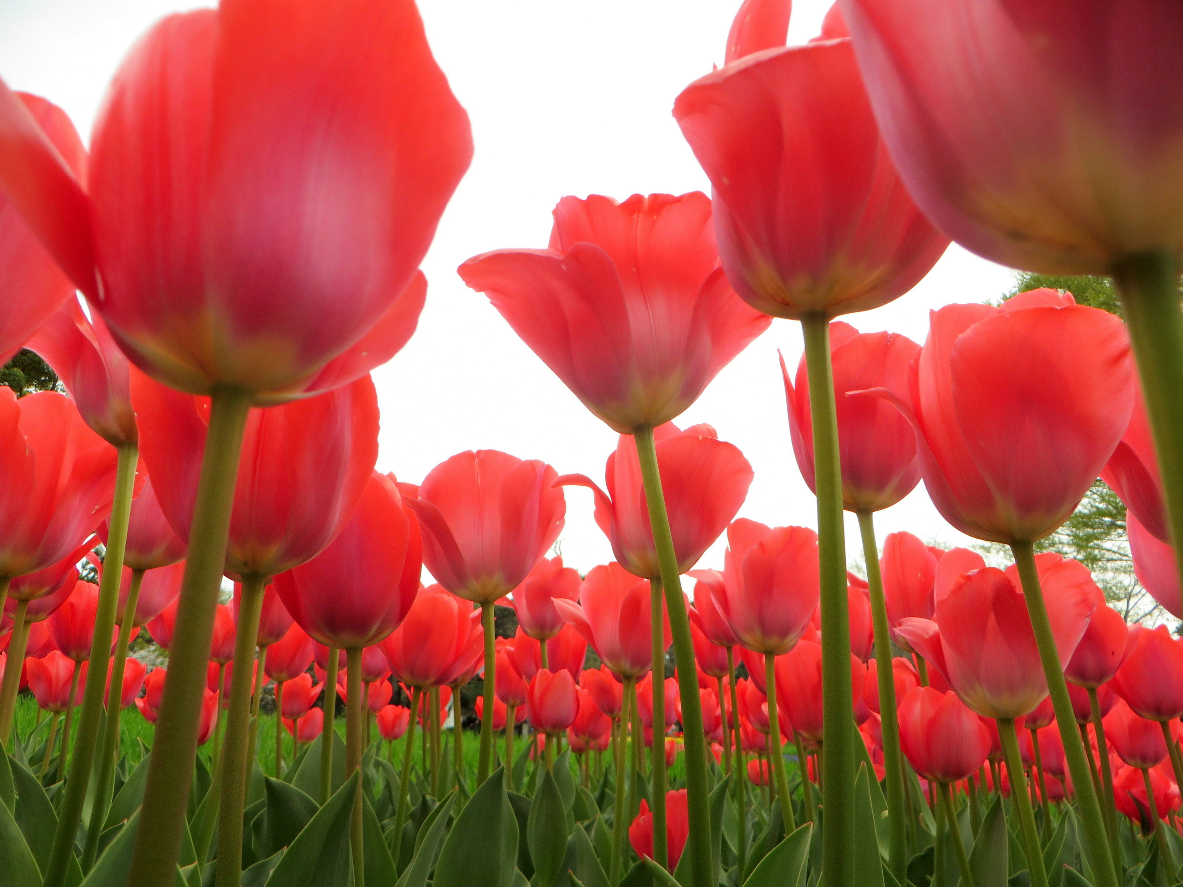 Vibrant field of red tulips with tall stems and blooming flowers