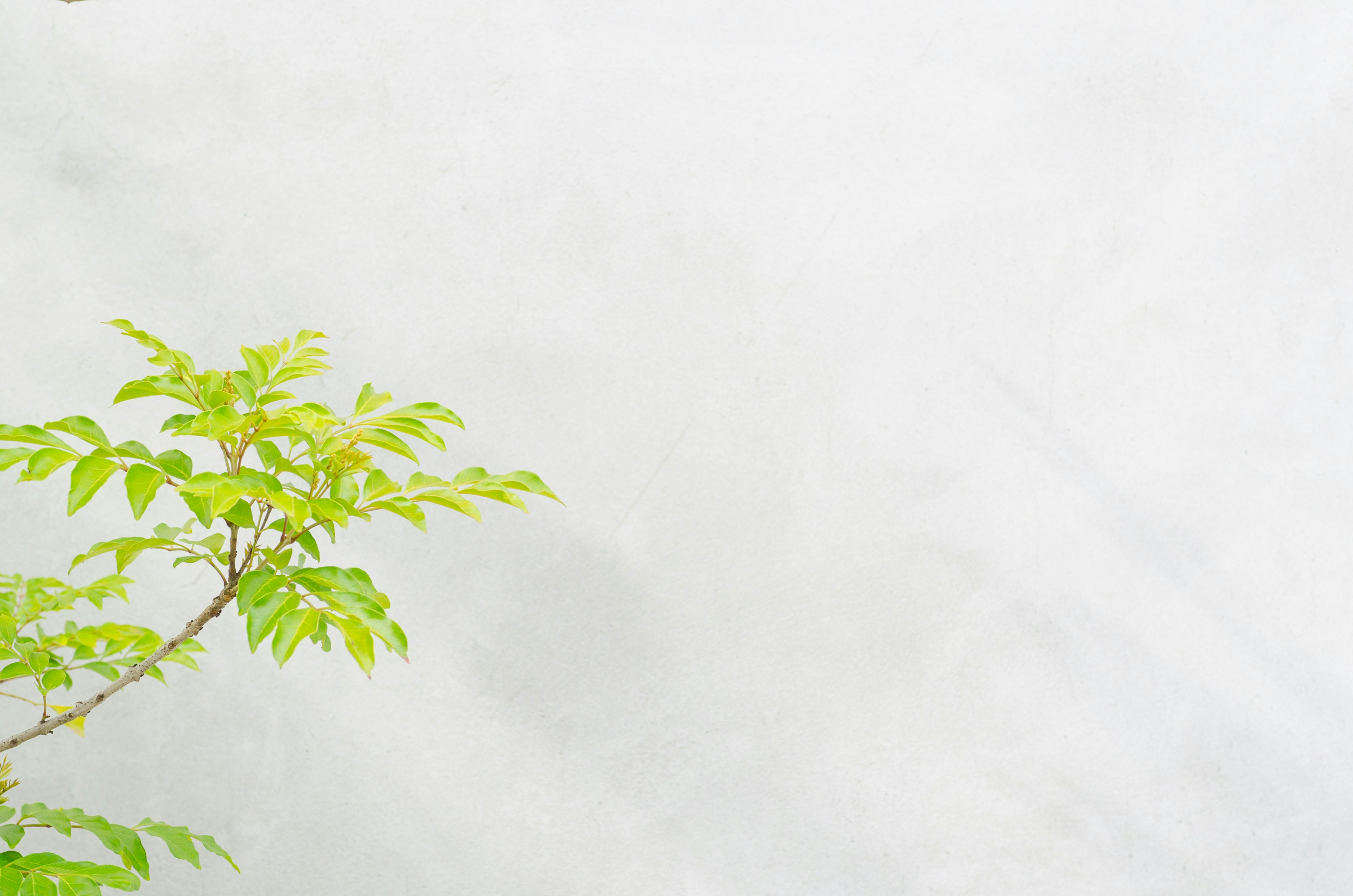 Simple composition with green leaves against a soft background