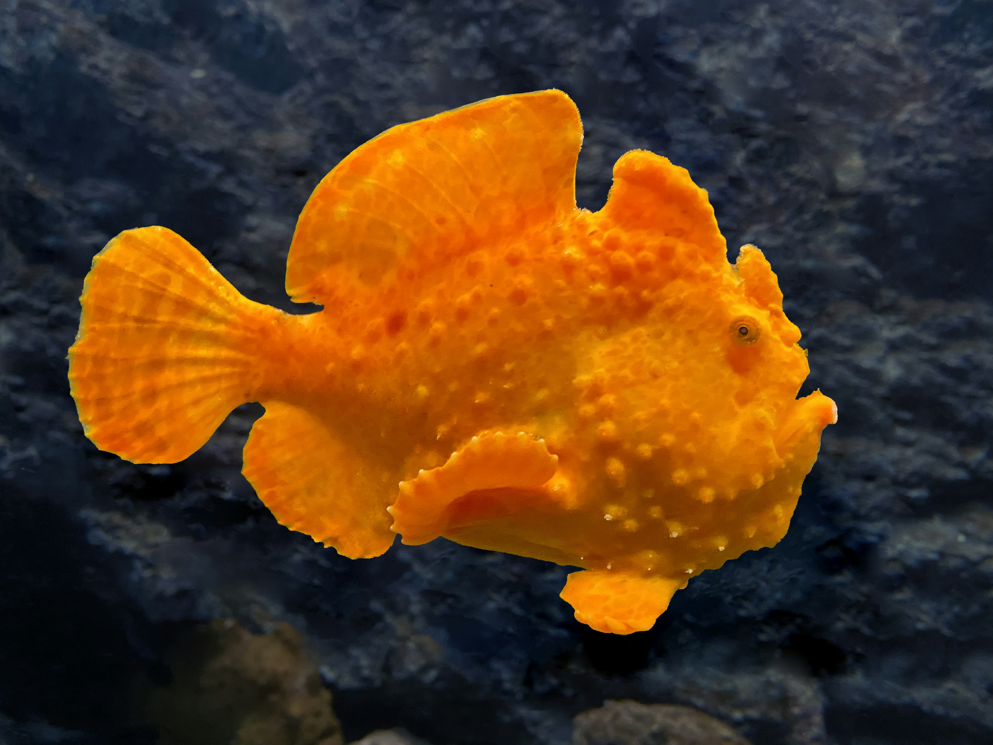 Vibrant orange fish swimming underwater