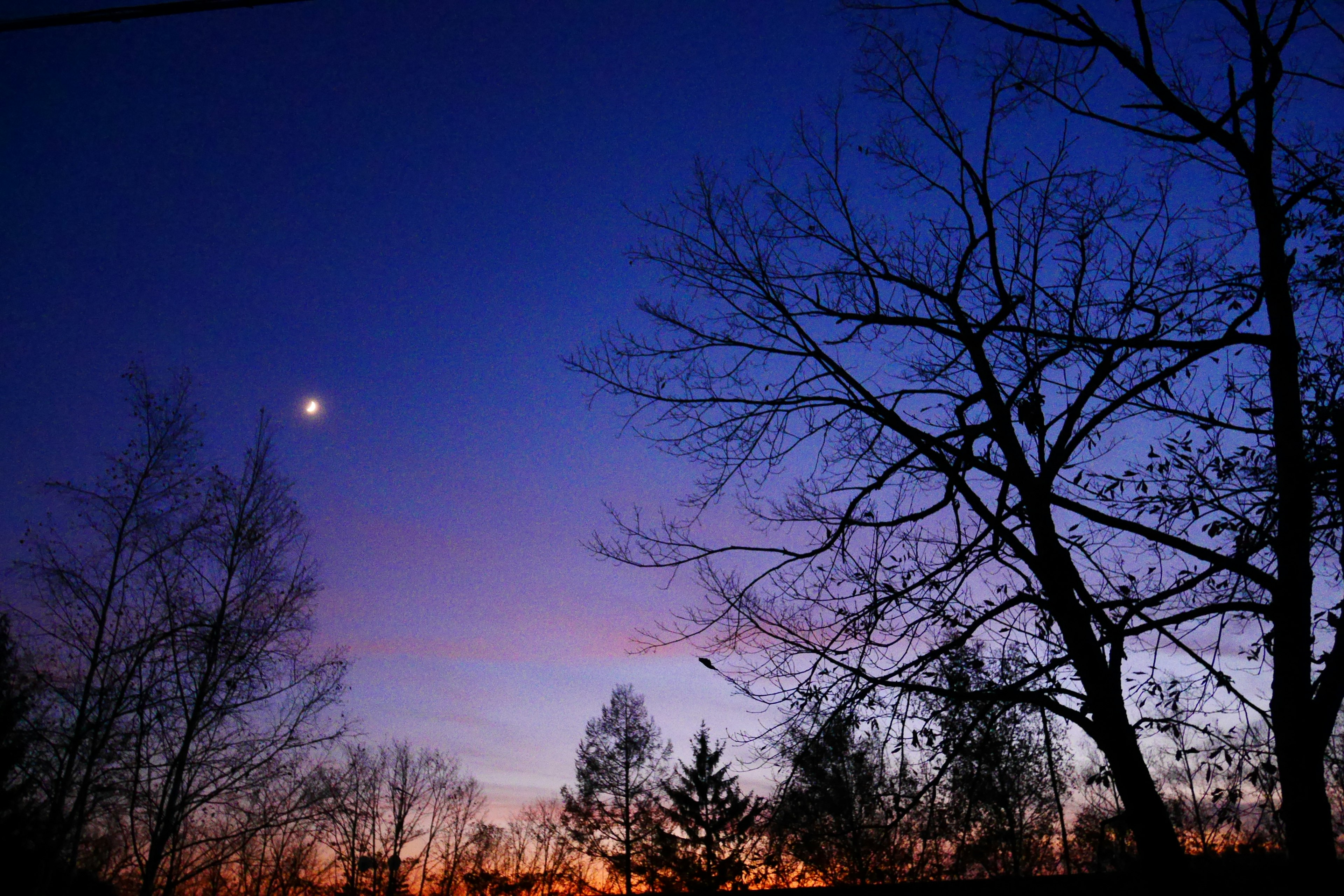 Silhouette d'arbres contre un ciel crépusculaire avec un croissant de lune