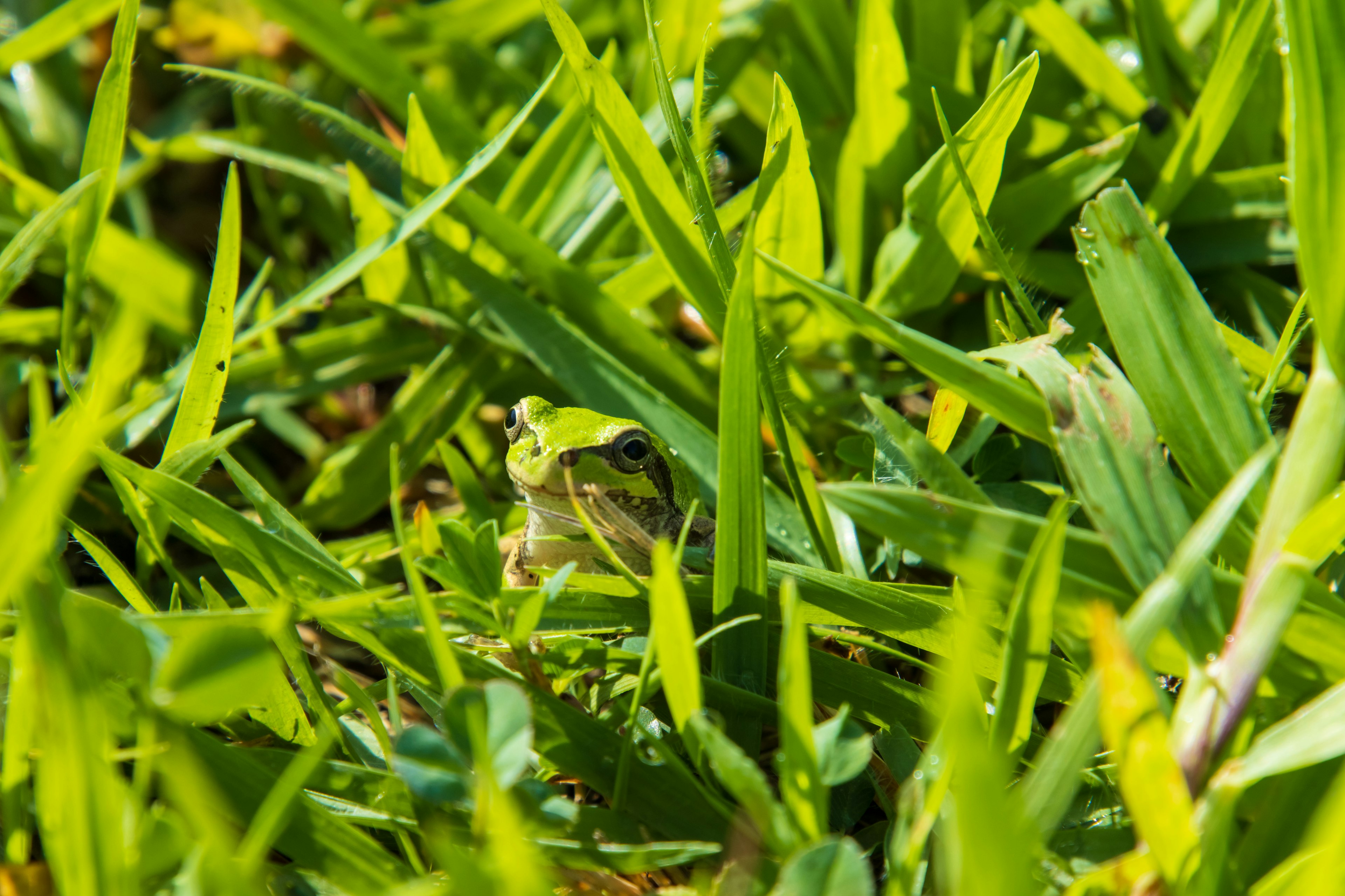 A frog camouflaged among green grass