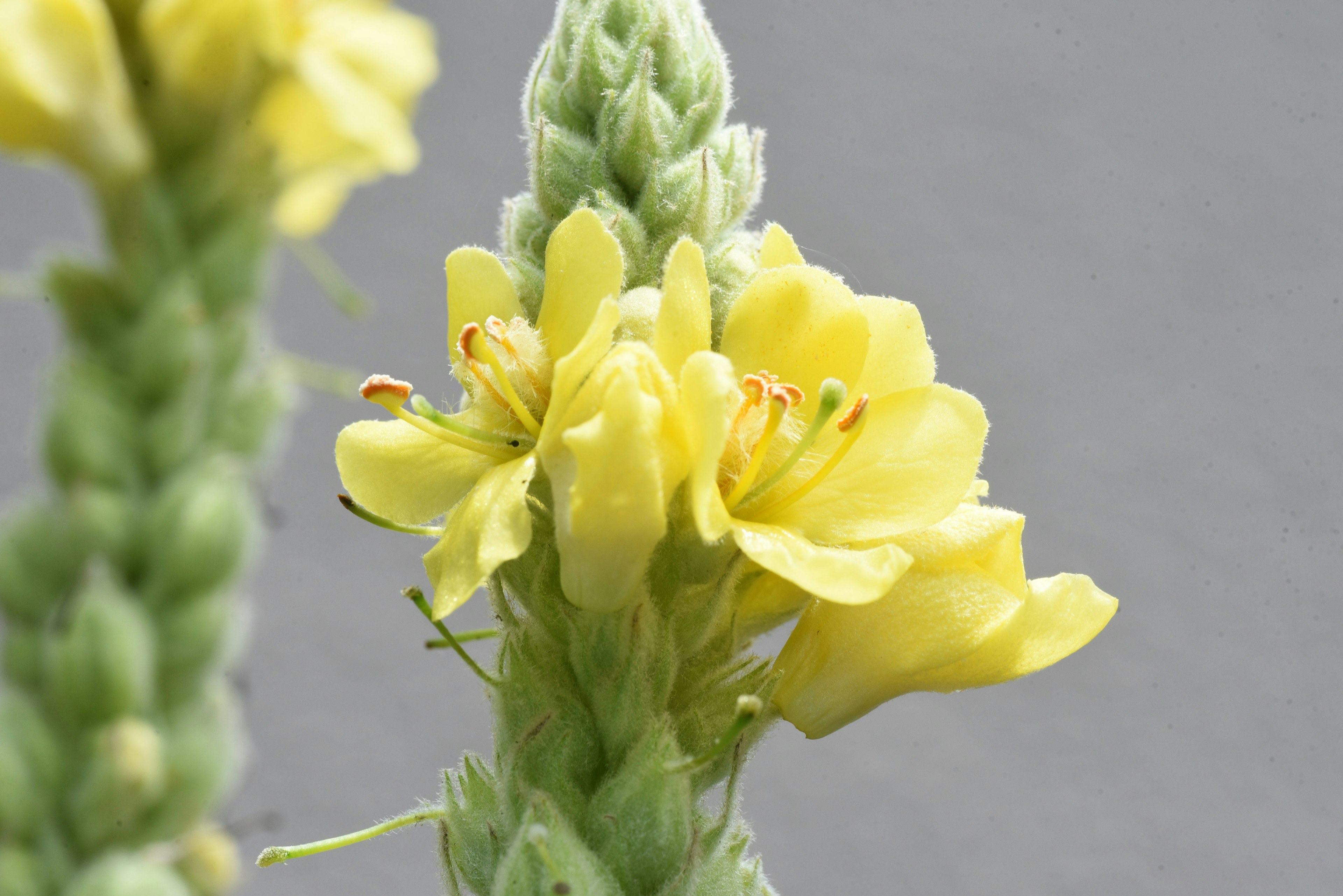 Primo piano di una pianta con fiori gialli in fiore