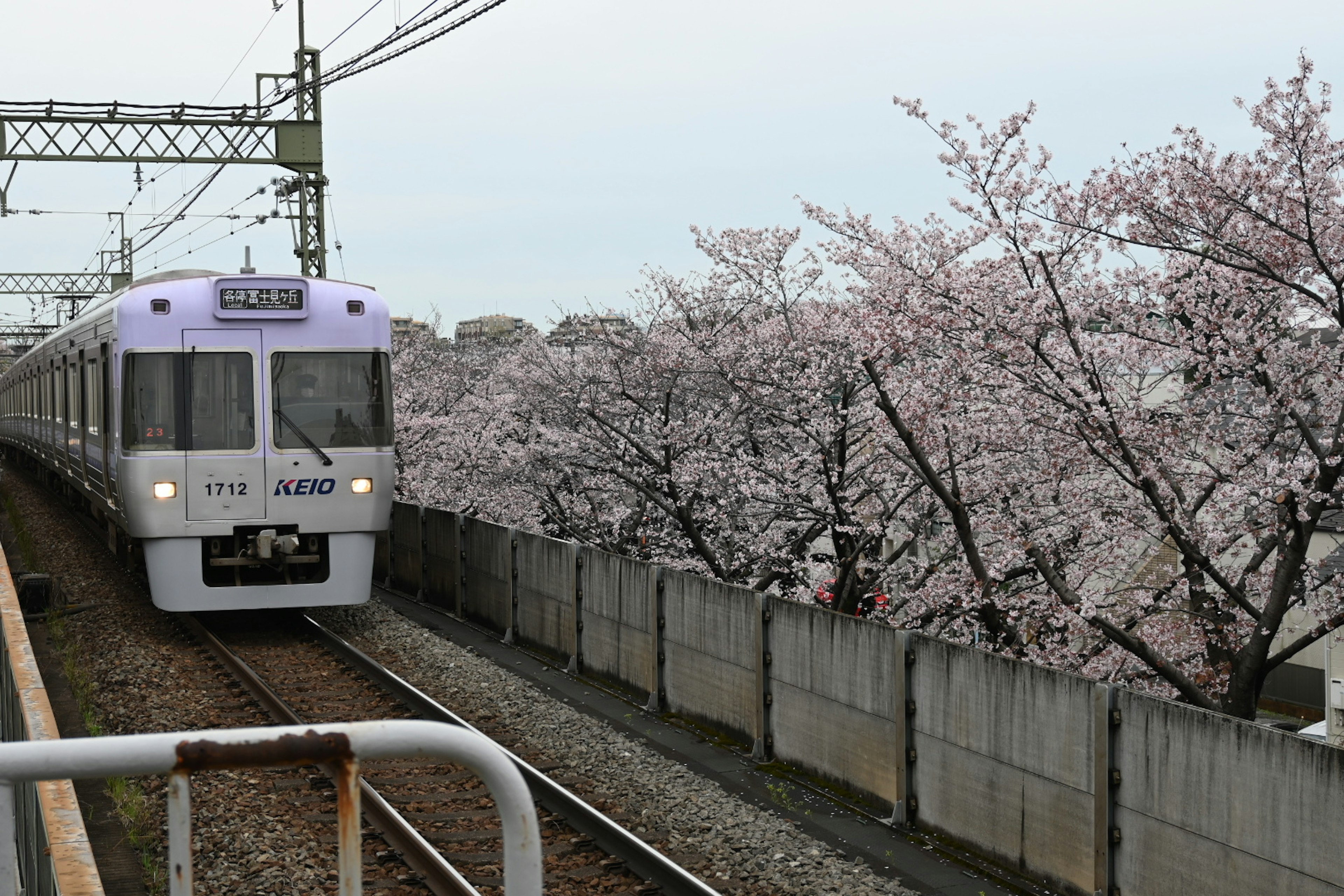 桜の花が咲く中を走る電車の風景