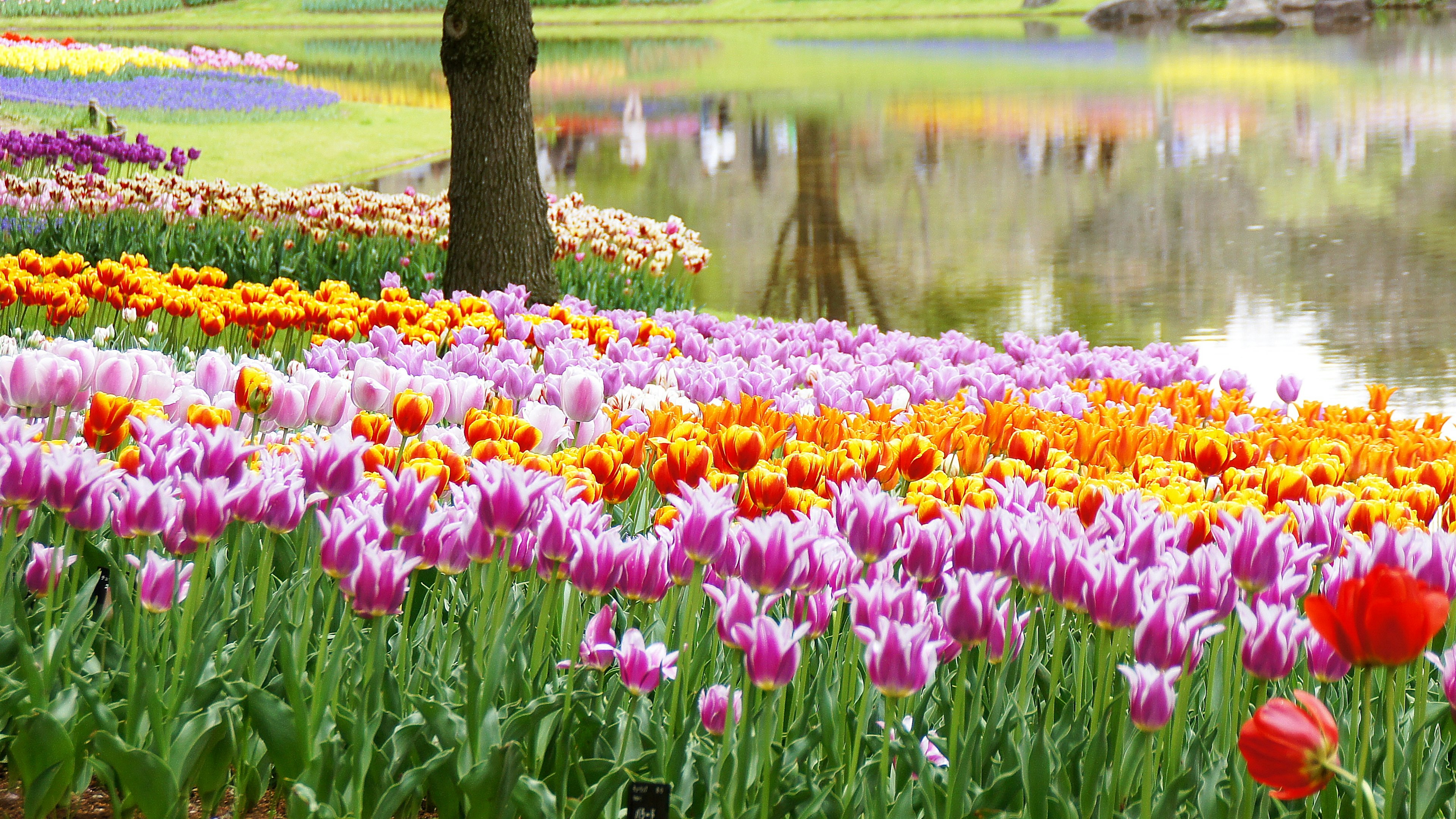 Une exposition vibrante de tulipes de différentes couleurs fleurissant dans un parc