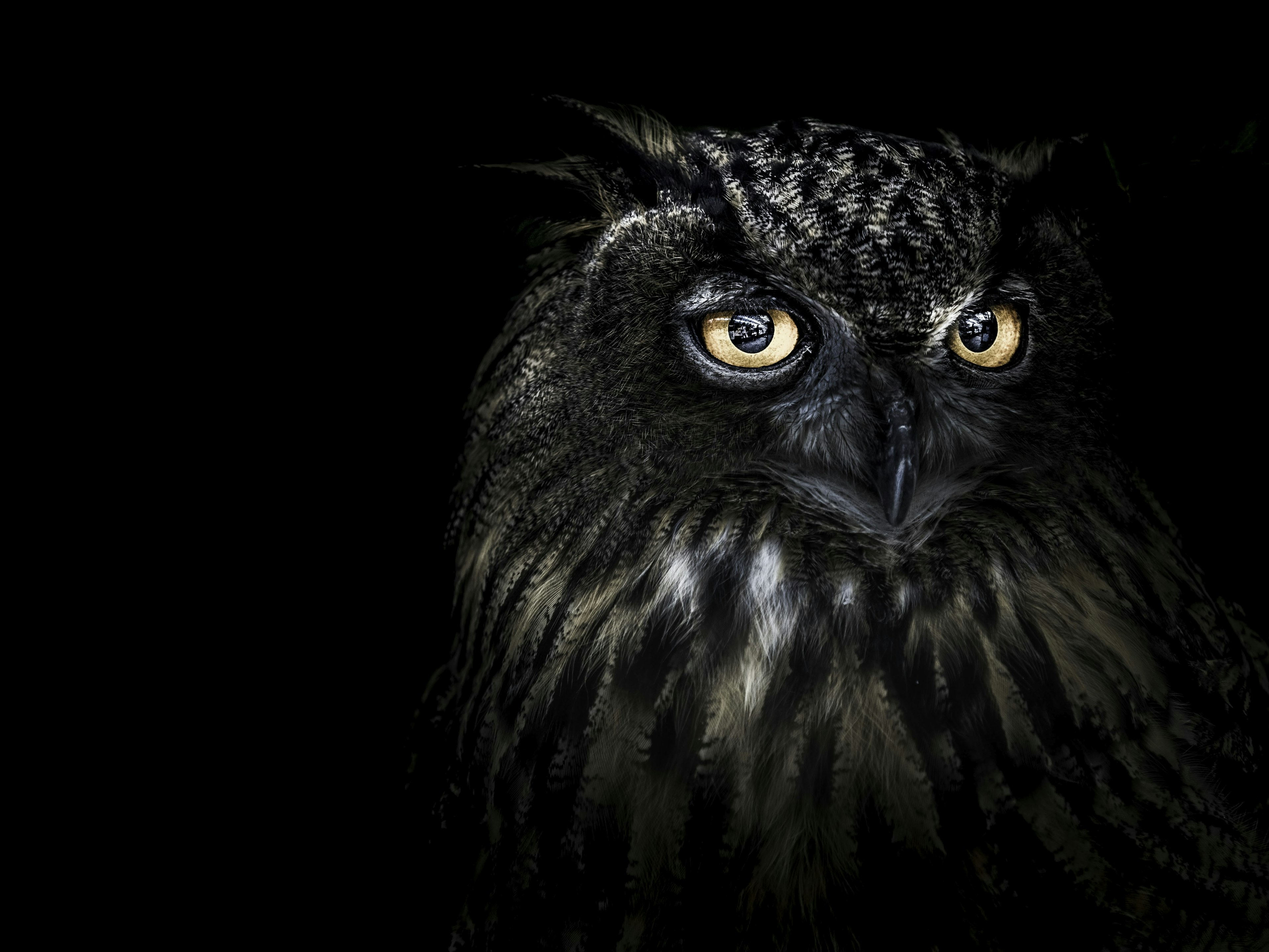 Close-up of an owl's face against a dark background with striking yellow eyes